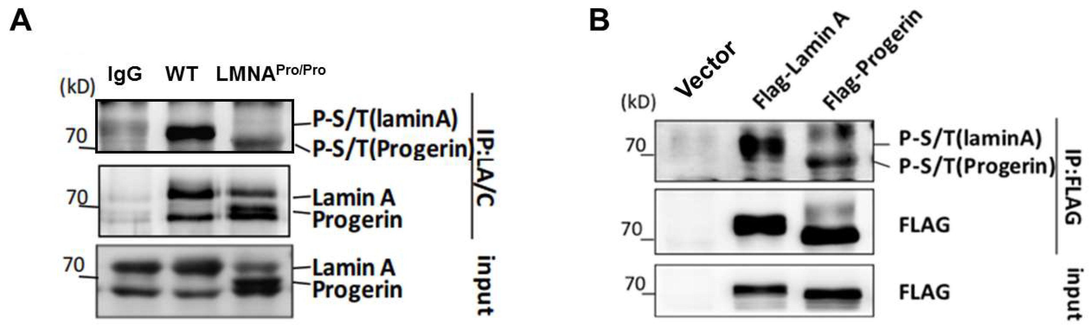 Cells 12 00639 g001 Cells 12 00639 g001