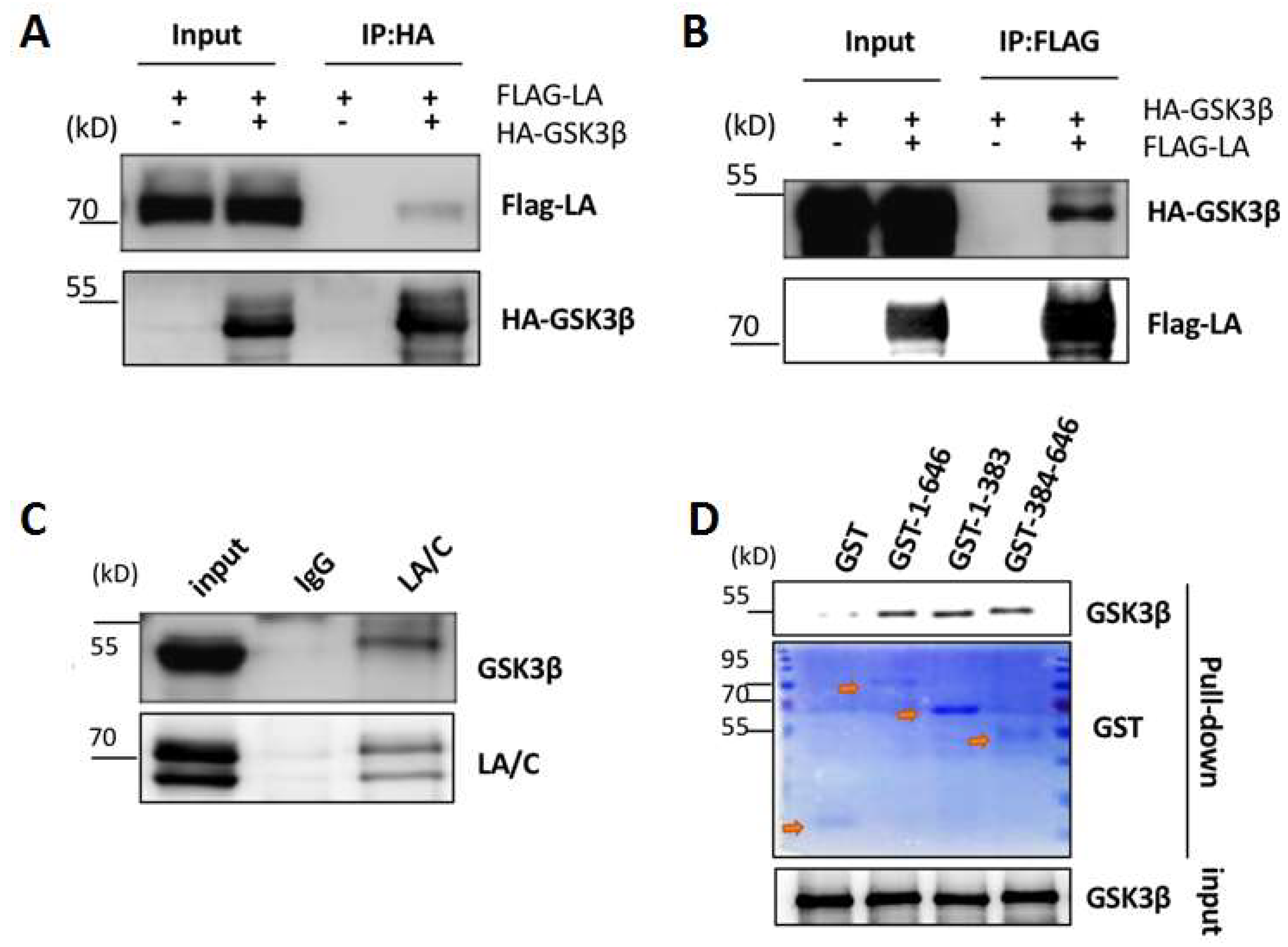 Cells 12 00639 g003 Cells 12 00639 g003