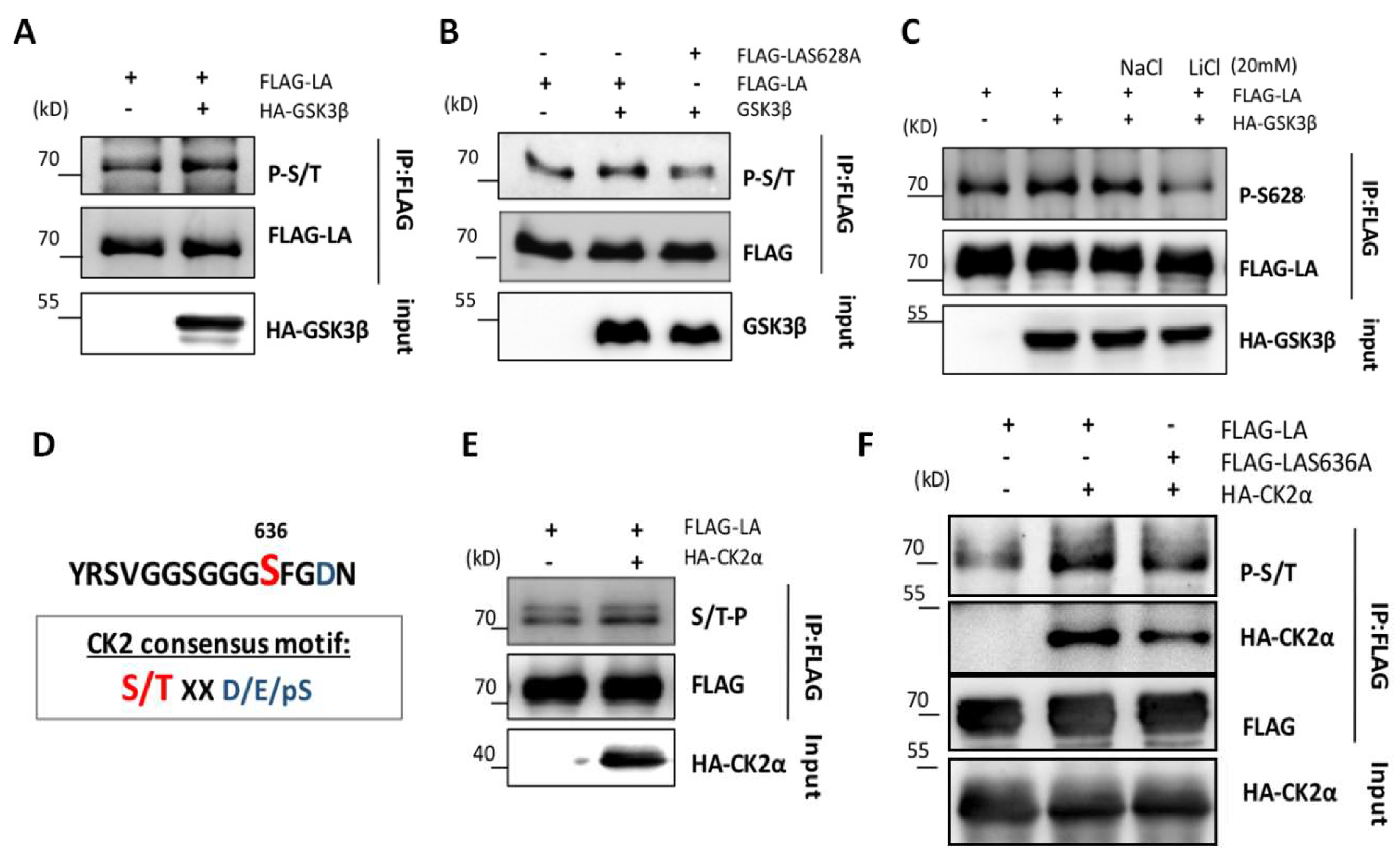 Cells 12 00639 g004 Cells 12 00639 g004