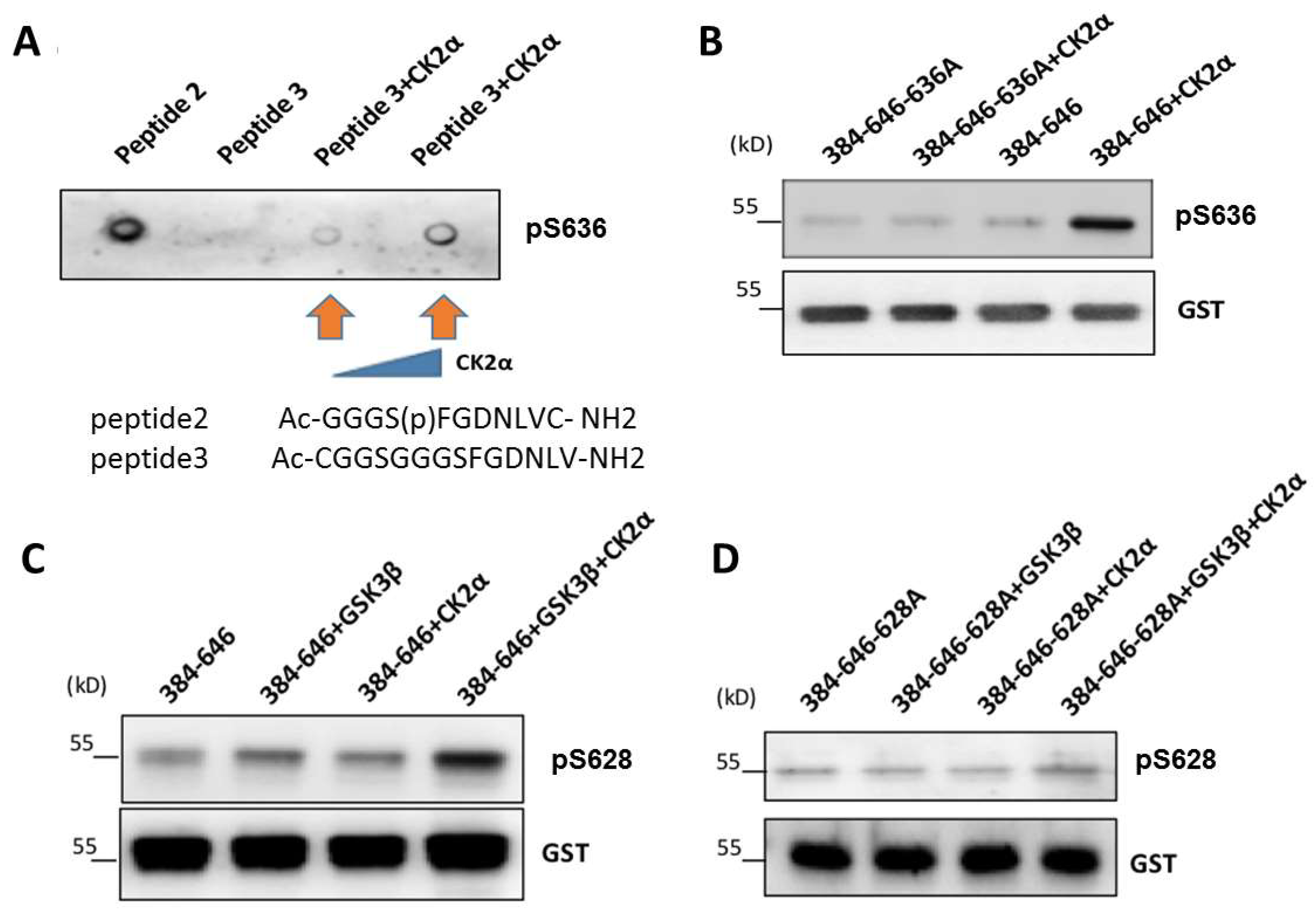 Cells 12 00639 g005 Cells 12 00639 g005