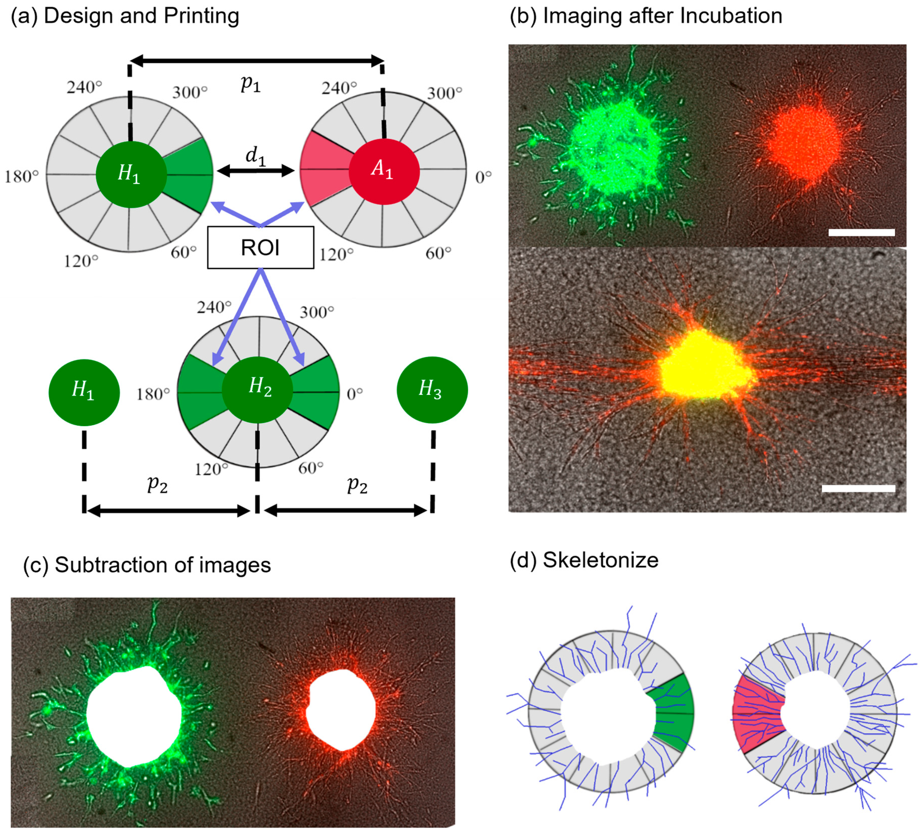 Cells 12 00646 g001 Cells 12 00646 g001