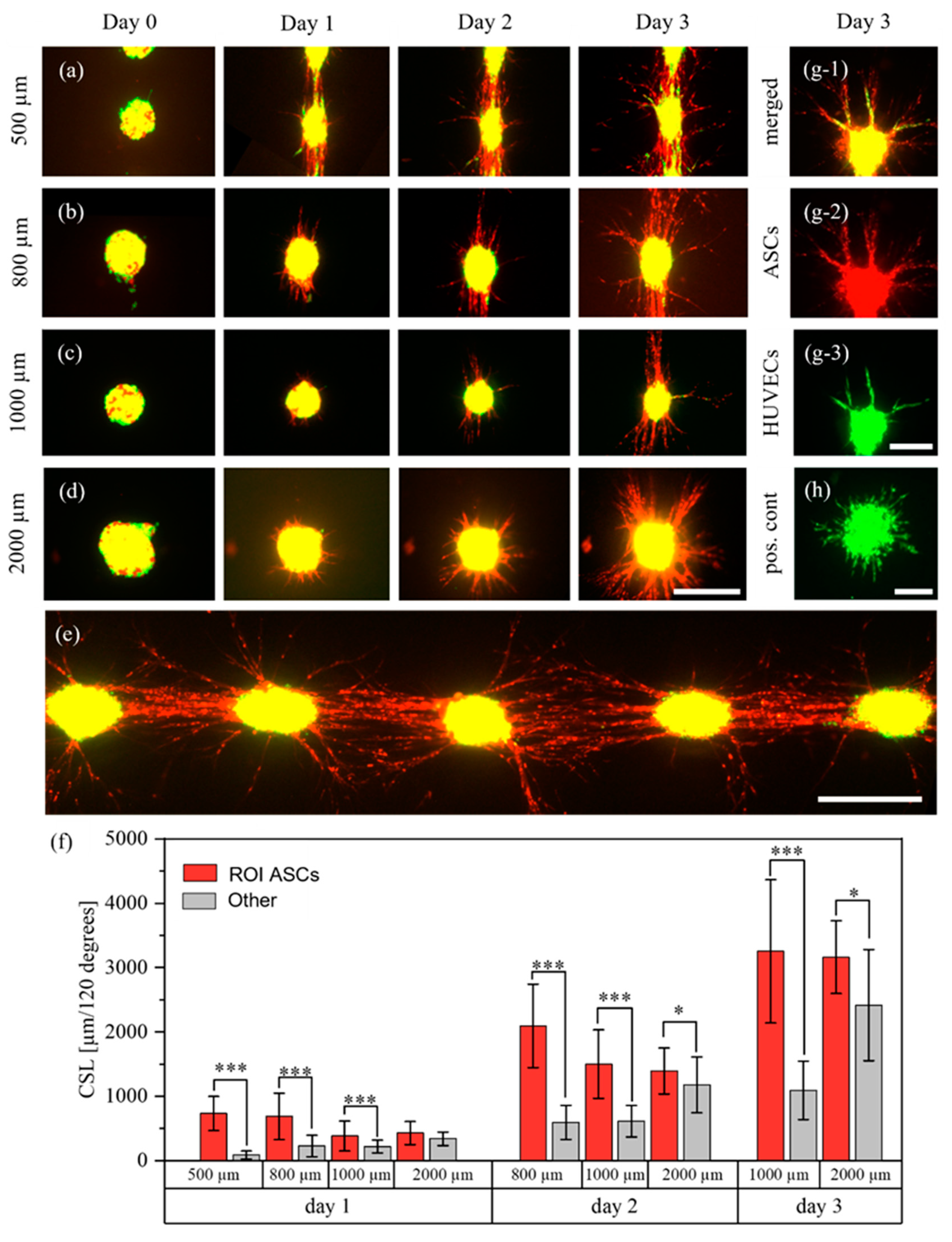 Cells 12 00646 g006 Cells 12 00646 g006