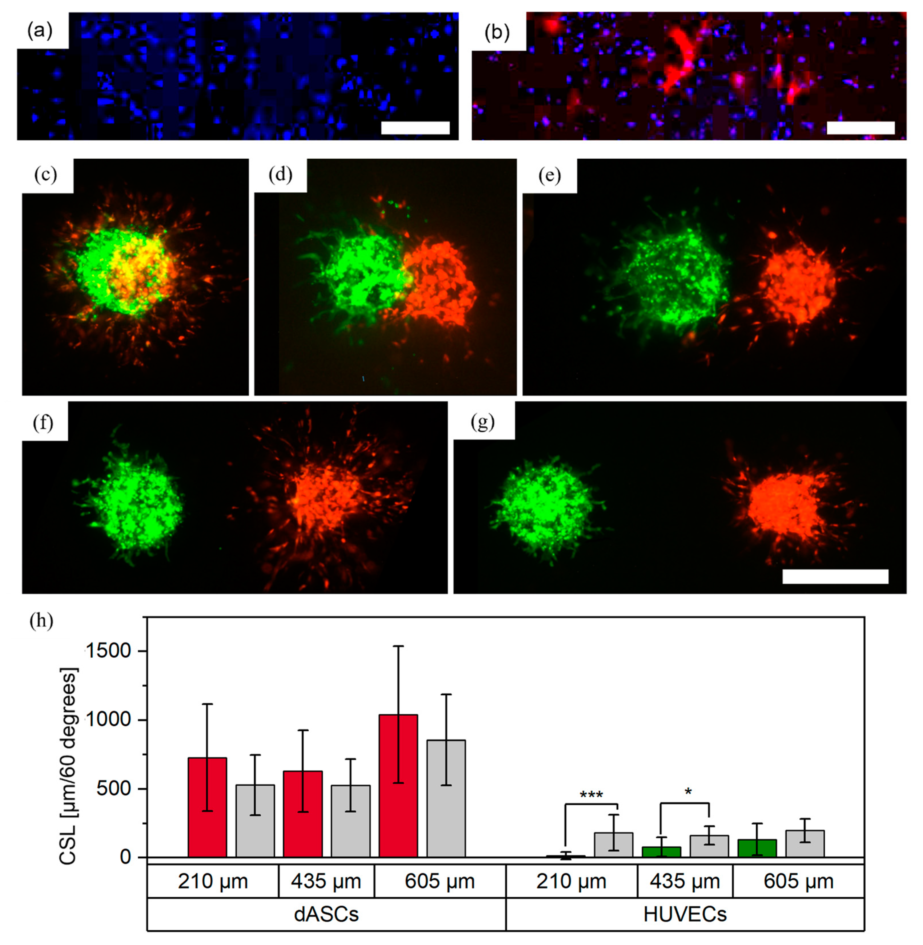 Cells 12 00646 g007 Cells 12 00646 g007