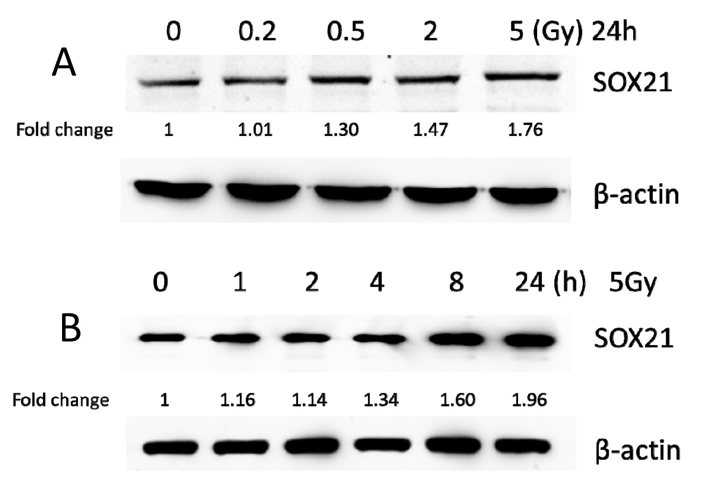 Cells 12 00649 g003a Cells 12 00649 g003a
