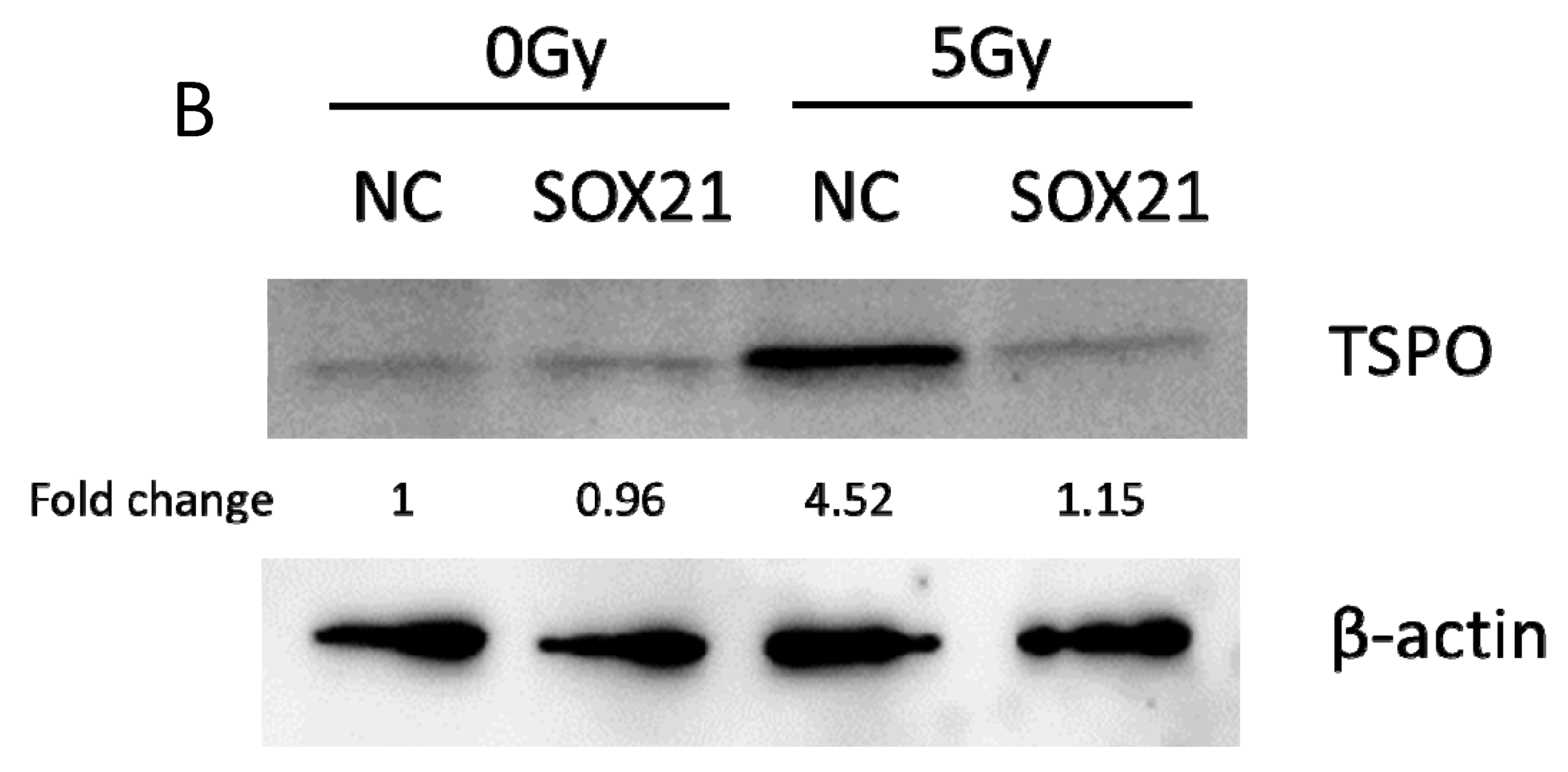 Cells 12 00649 g004b Cells 12 00649 g004b