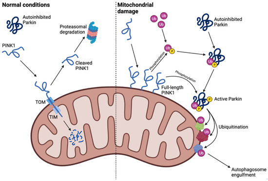 glutathione peroxidase kda Western blot analysis of glutathione peroxidase 4 (GPX4) in