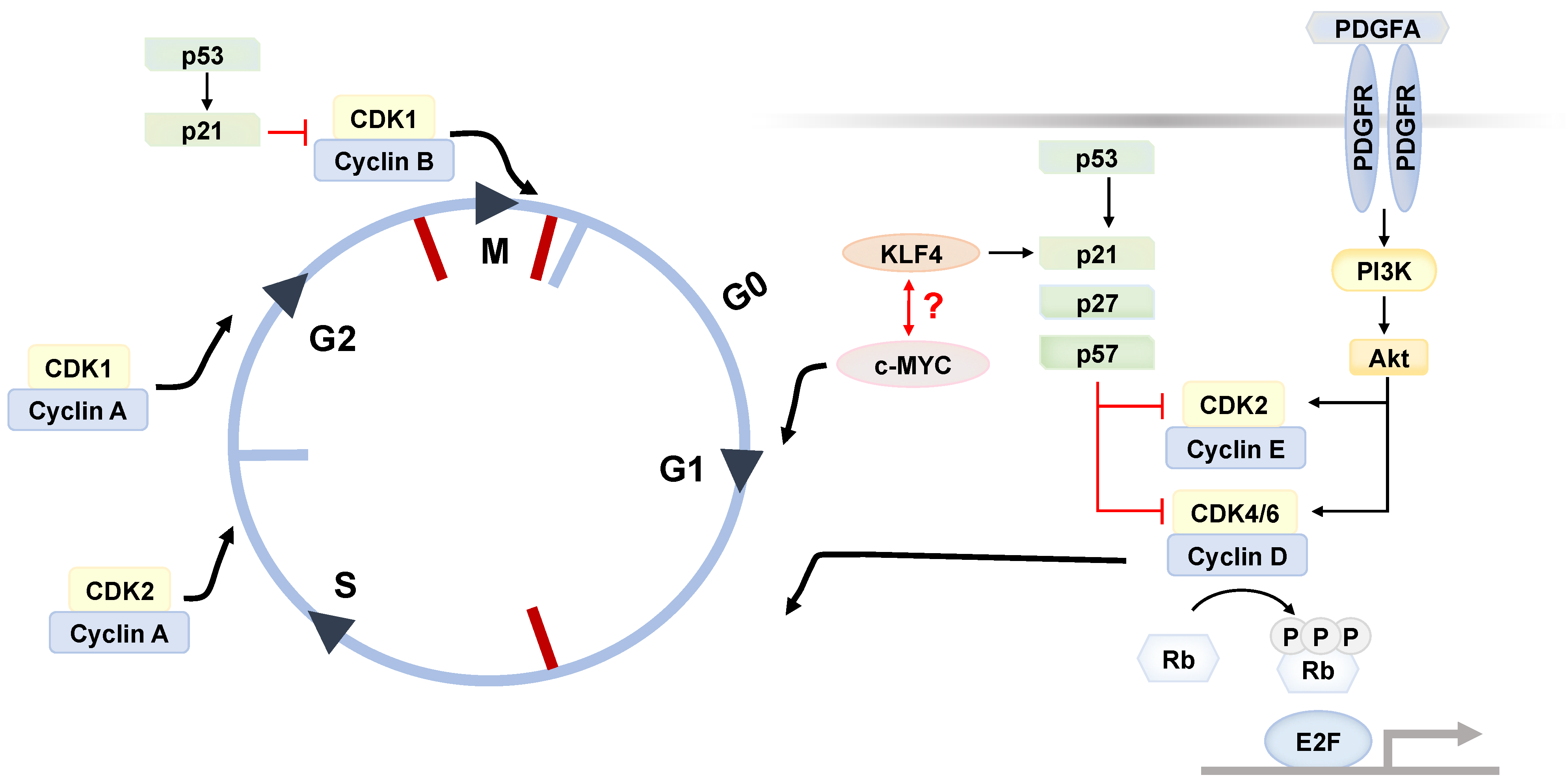 Cells 12 00662 g001 Cells 12 00662 g001