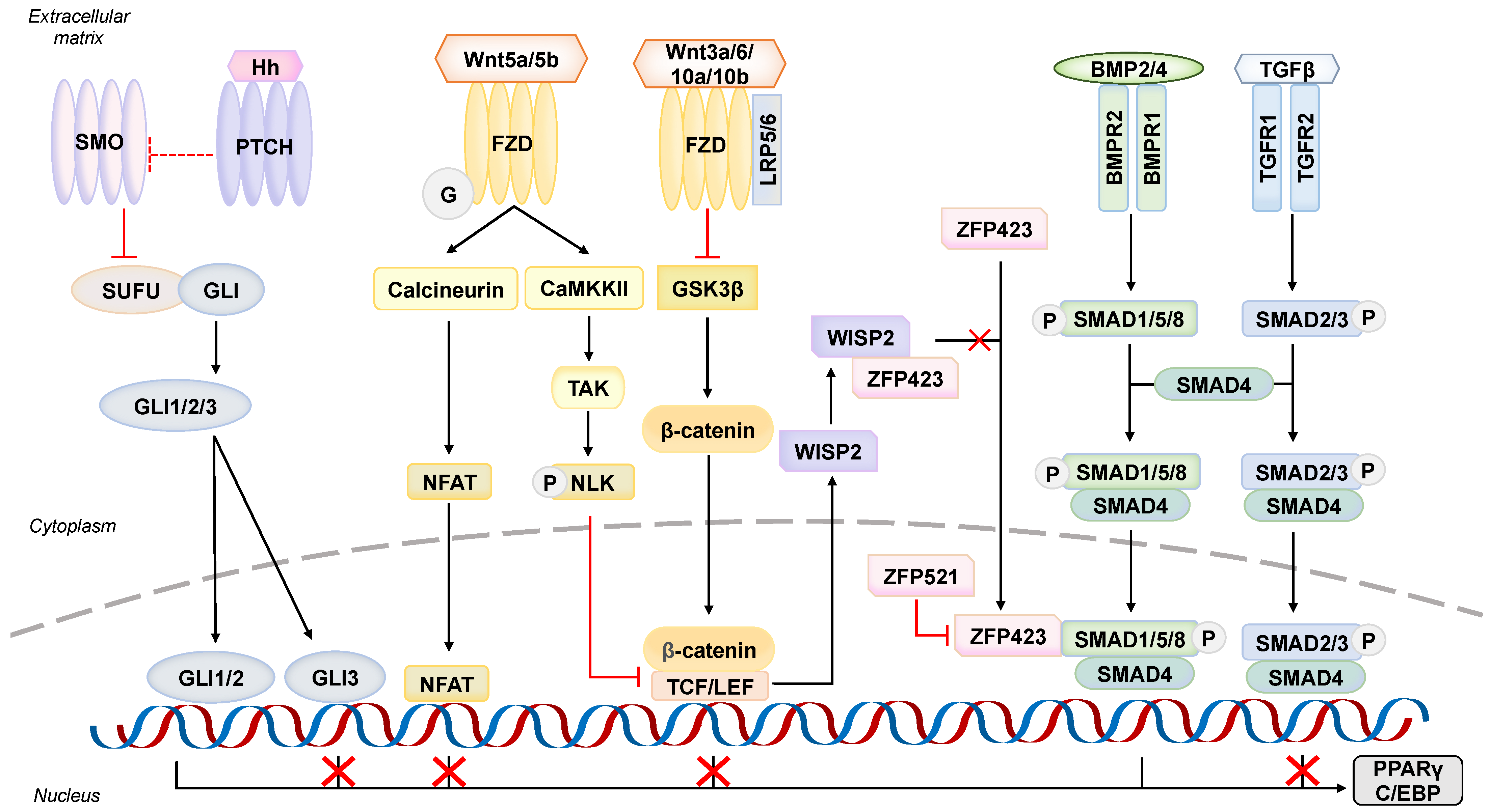 Cells 12 00662 g002 Cells 12 00662 g002