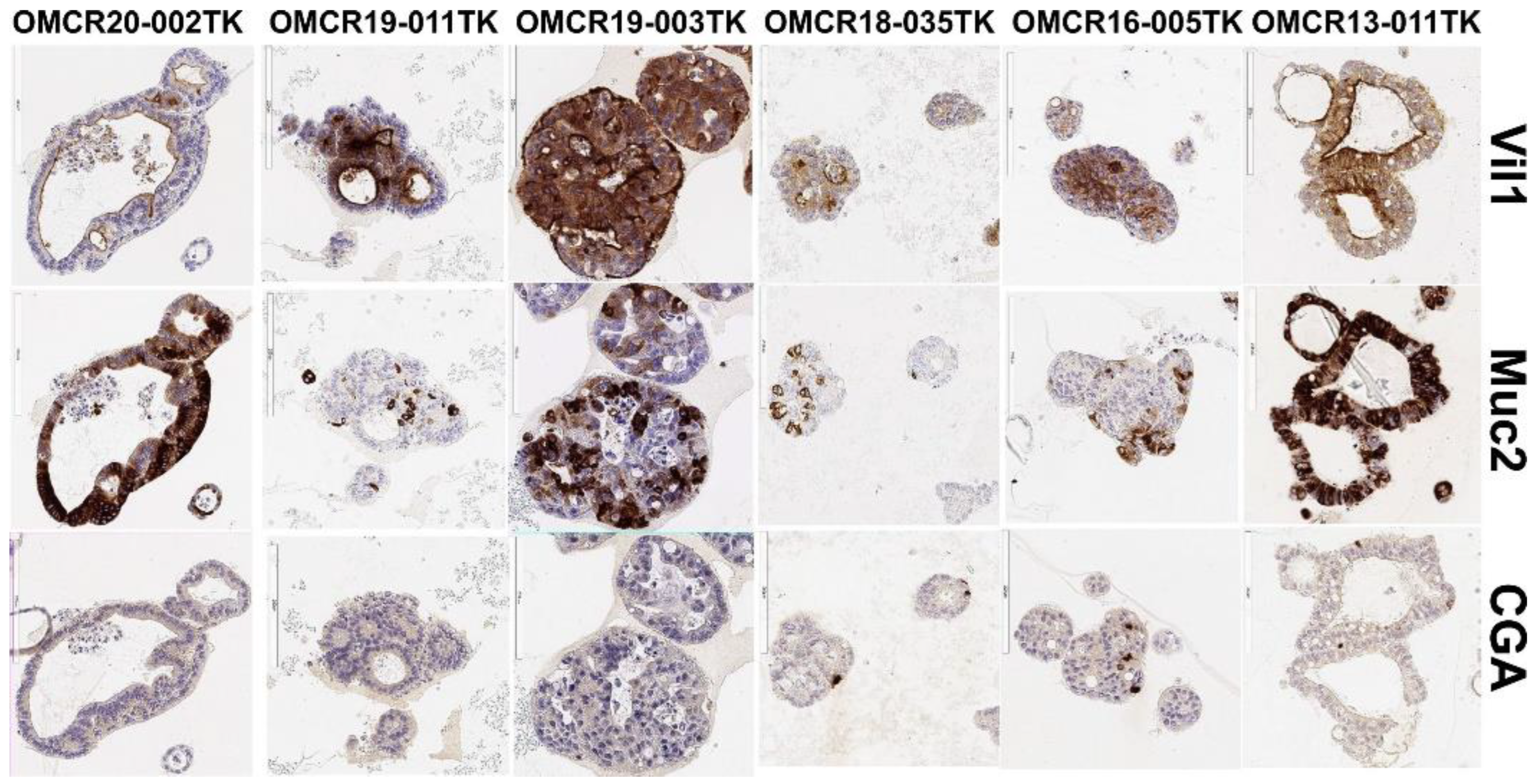 Cells 12 00664 g001 Cells 12 00664 g001