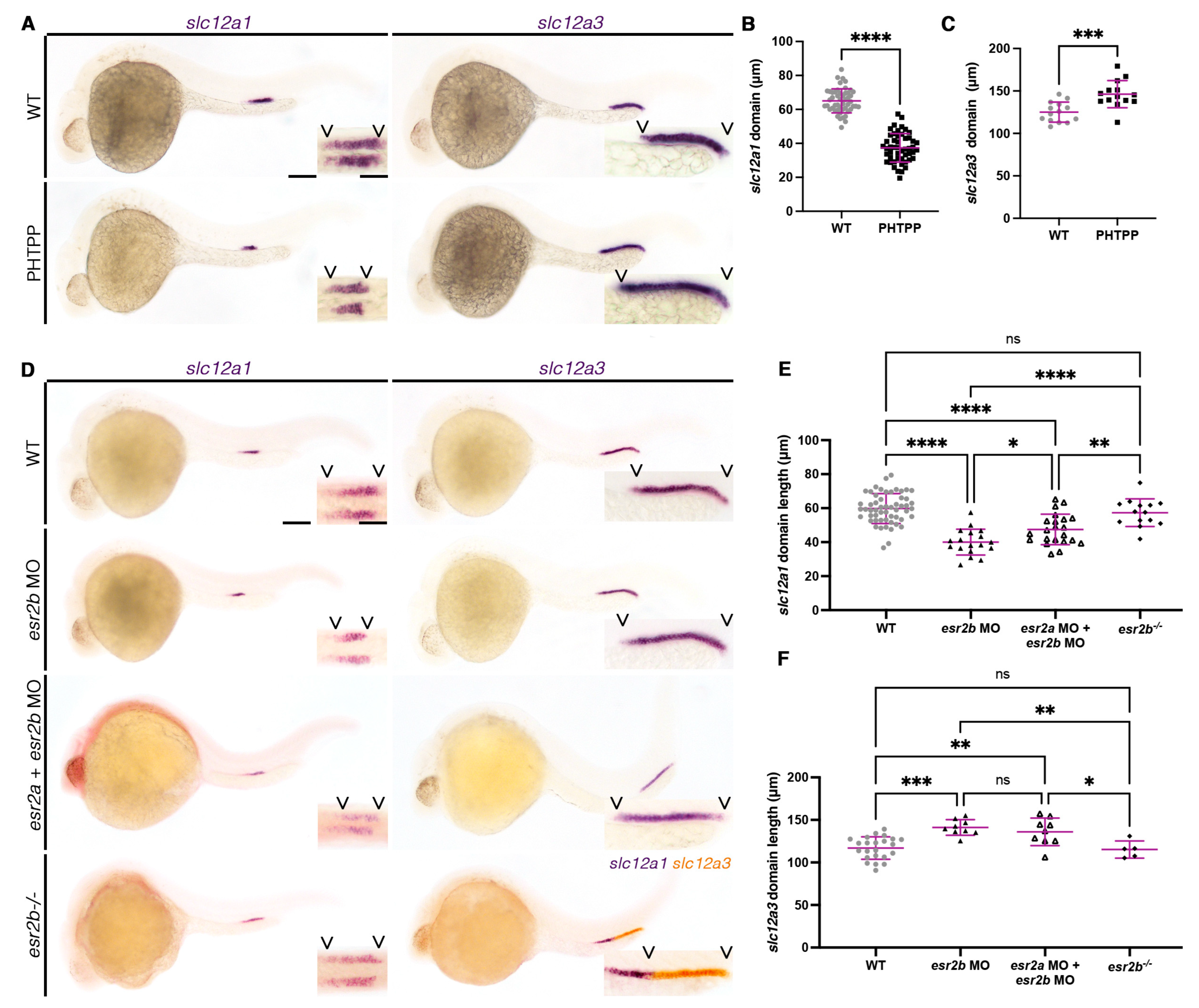 Cells 12 00666 g003 Cells 12 00666 g003