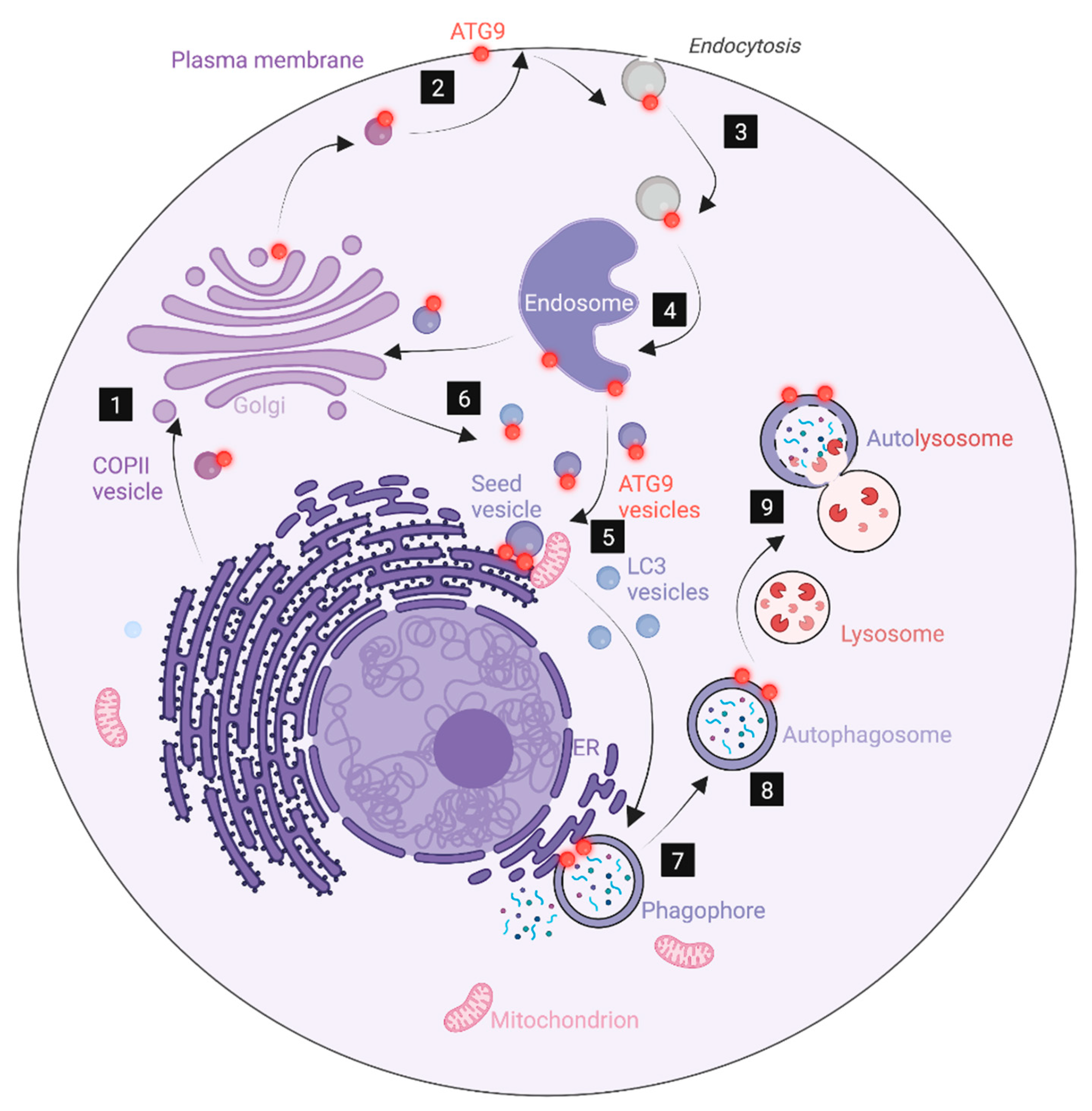 Cells 12 00668 g003 Cells 12 00668 g003