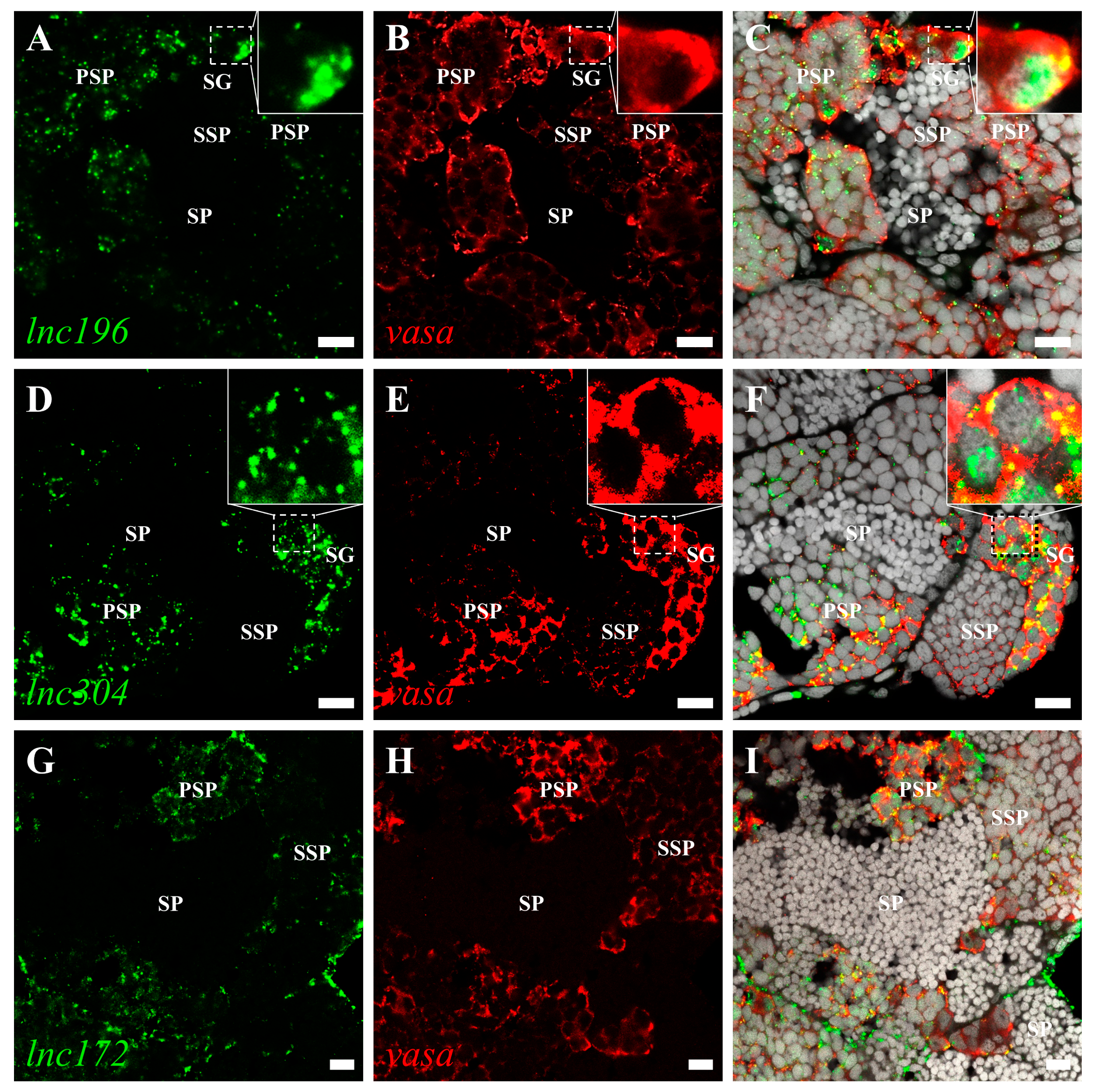 Cells 12 00672 g005 Cells 12 00672 g005