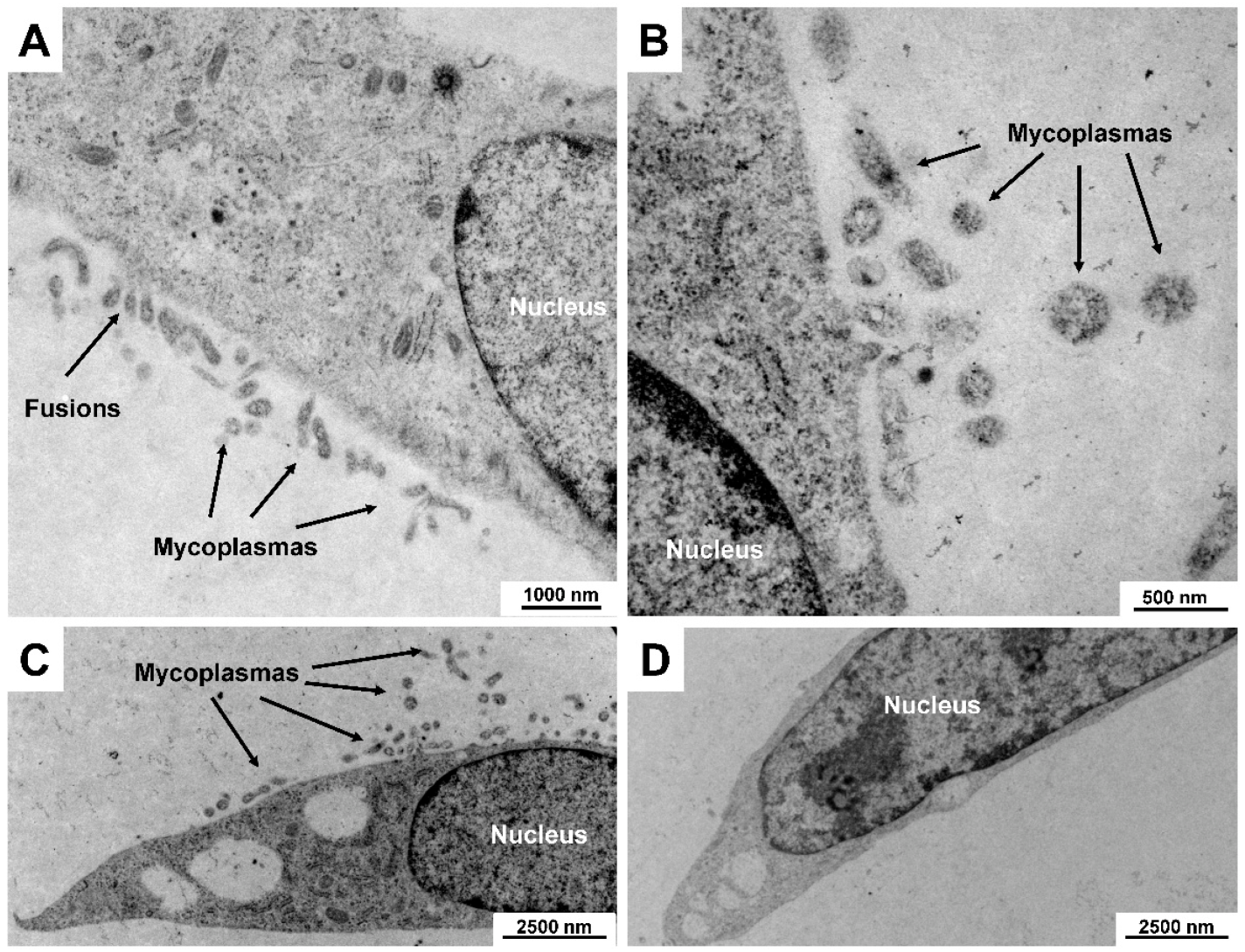 Mycoplasma Cell Culture