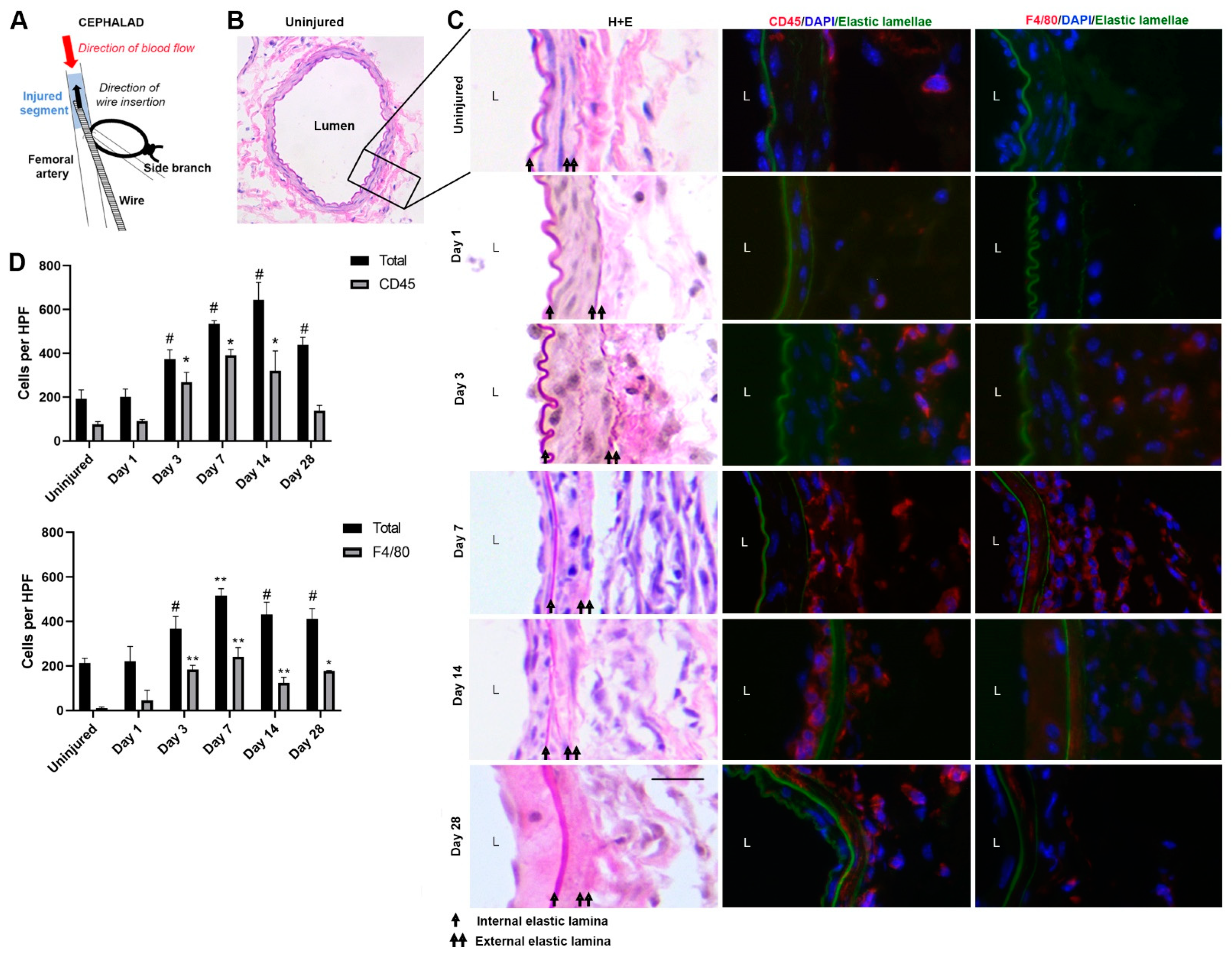 Cells 12 00689 g001 Cells 12 00689 g001