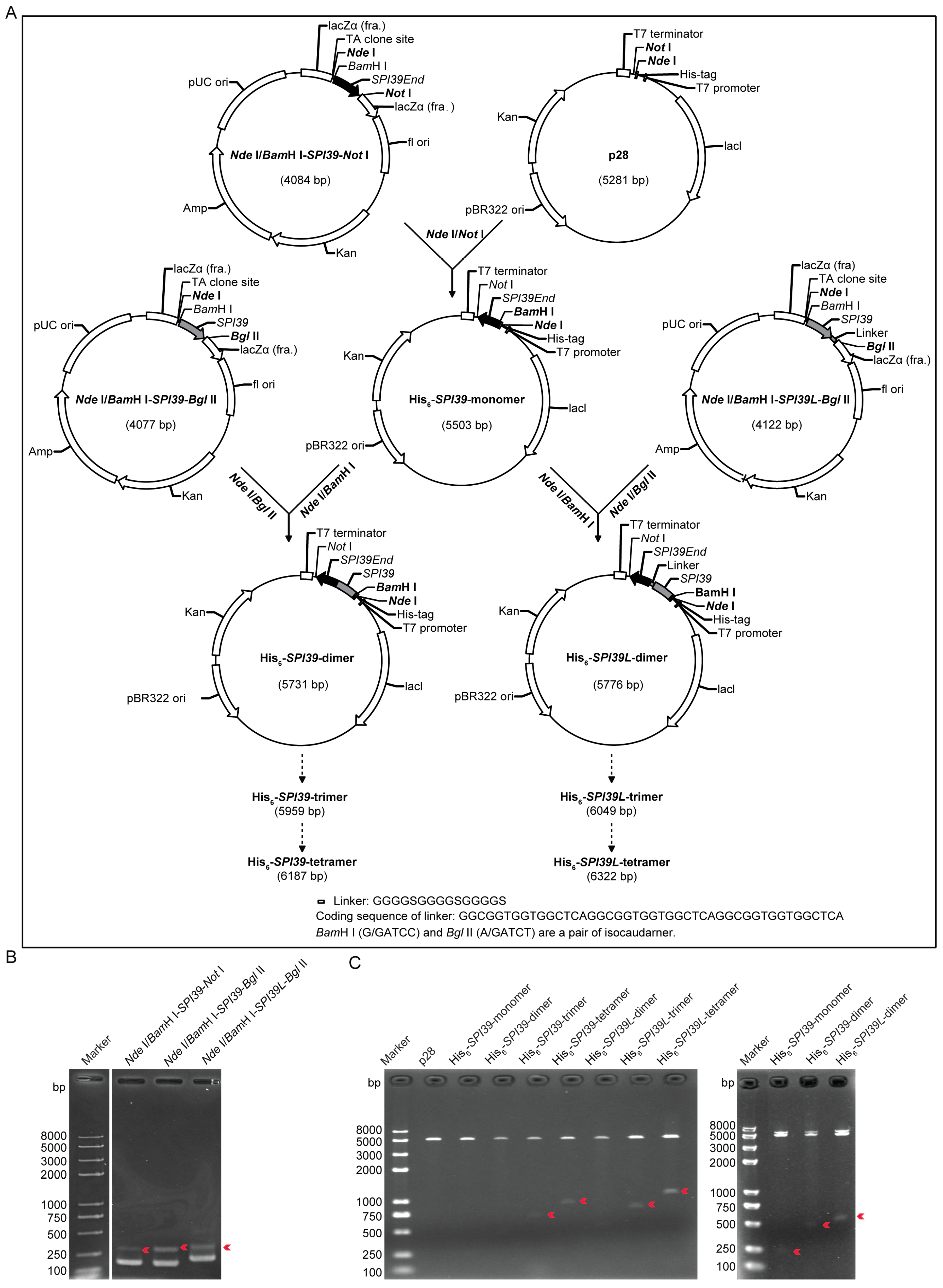 Cells 12 00693 g001 Cells 12 00693 g001