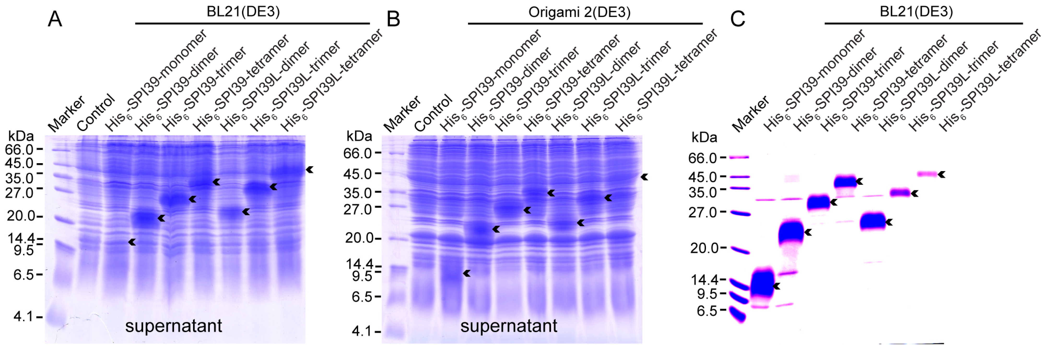 Cells 12 00693 g002 Cells 12 00693 g002