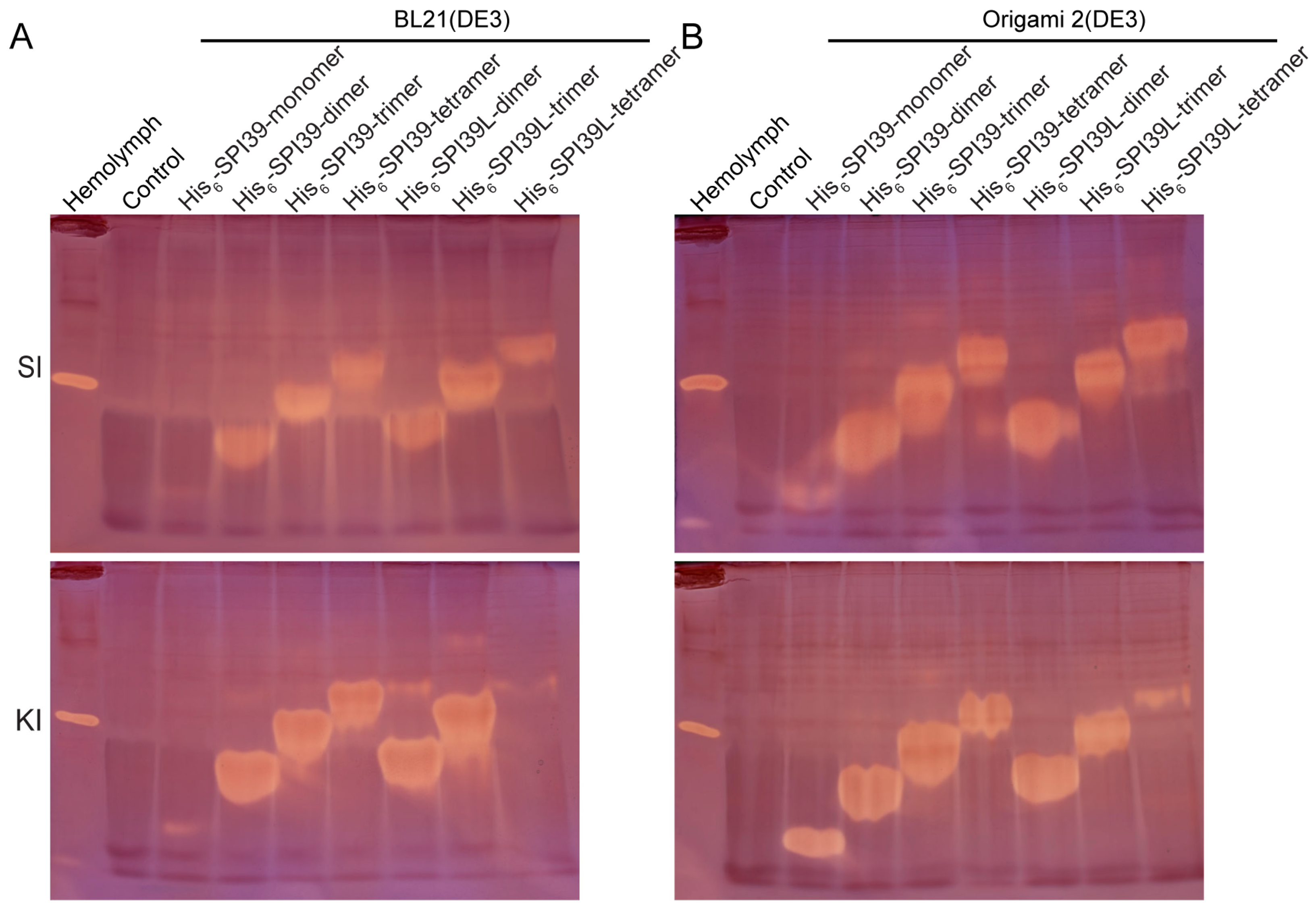 Cells 12 00693 g003 Cells 12 00693 g003