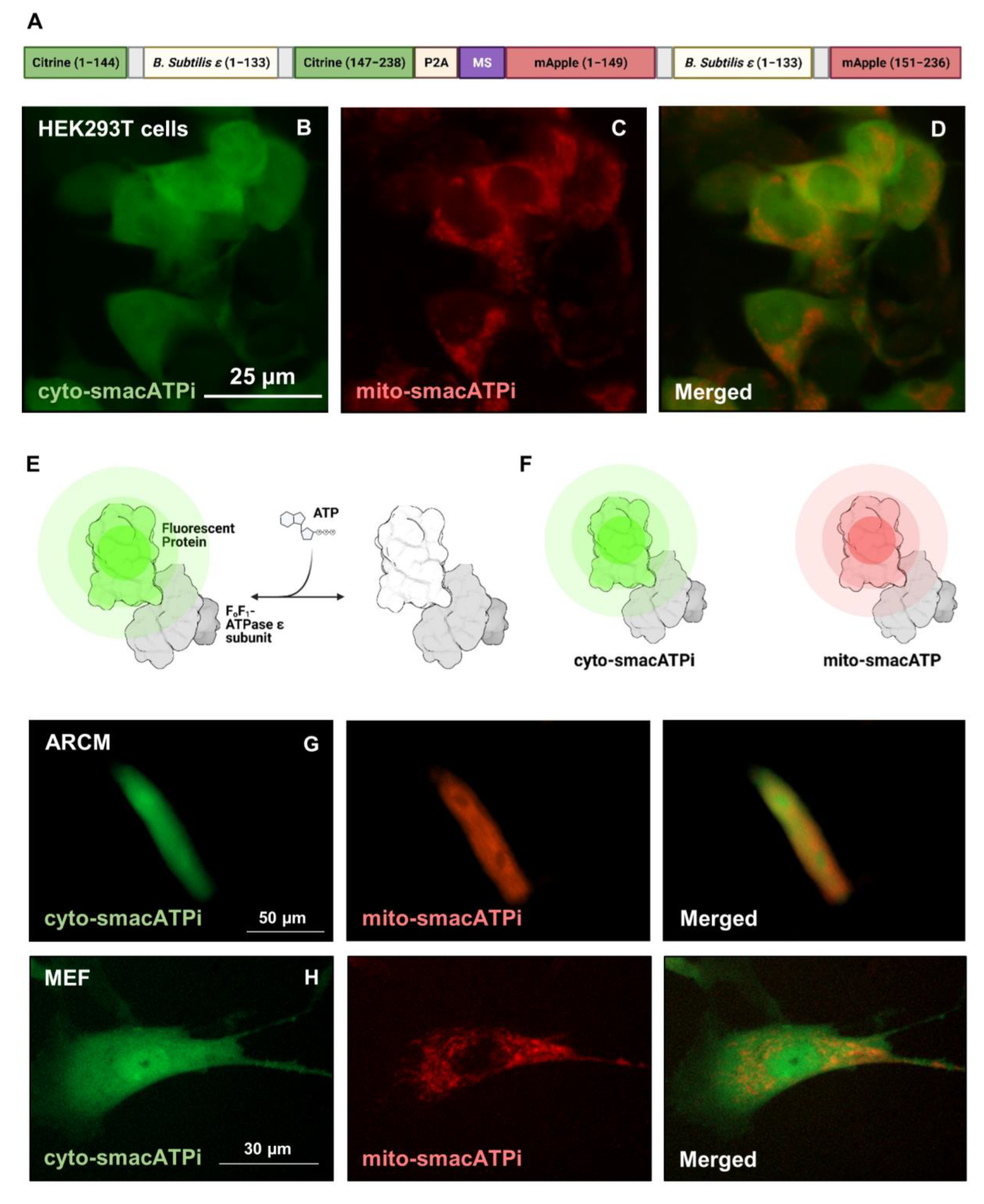 Cells 12 00695 g001 Cells 12 00695 g001