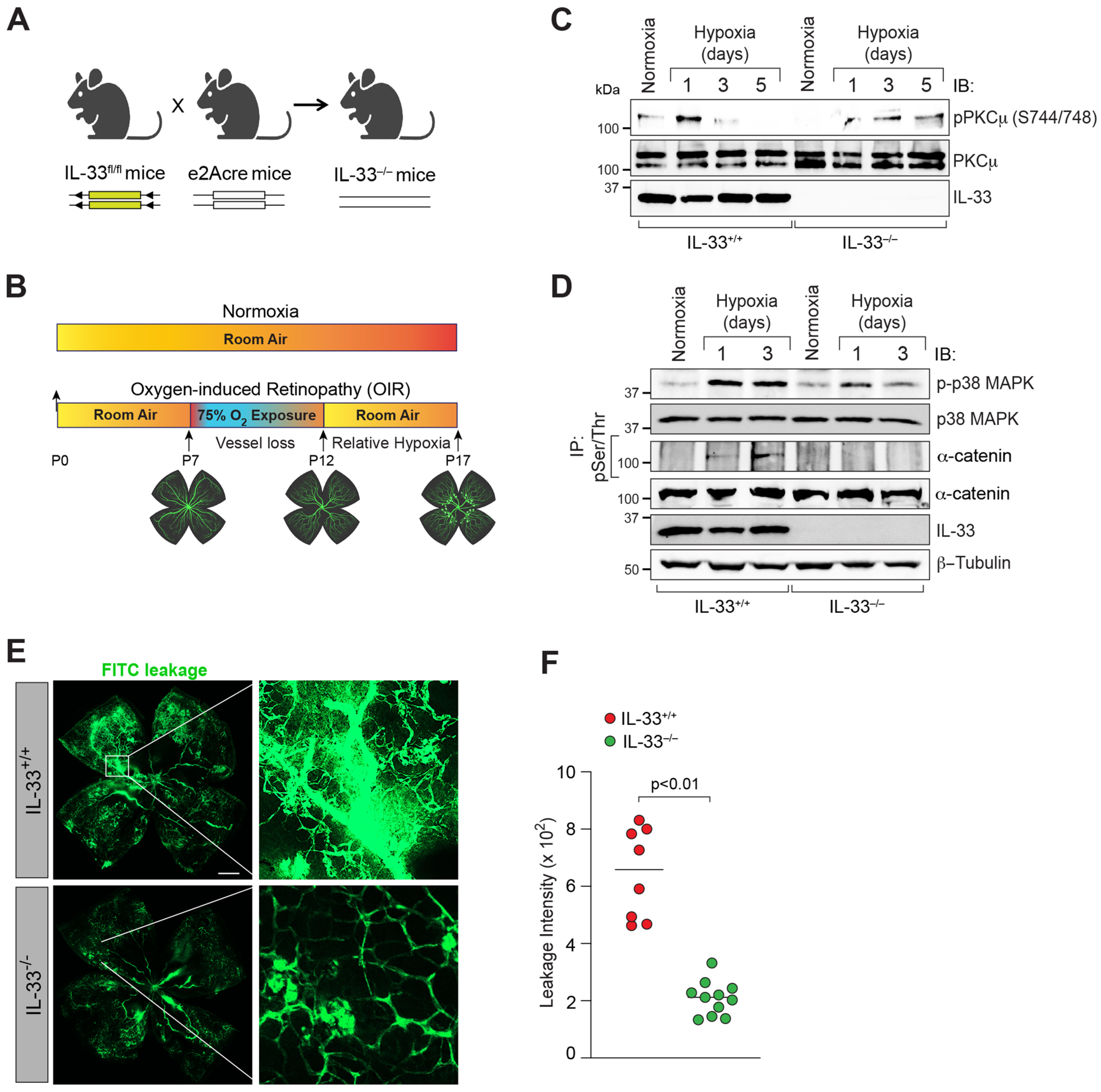 Cells 12 00703 g007 Cells 12 00703 g007