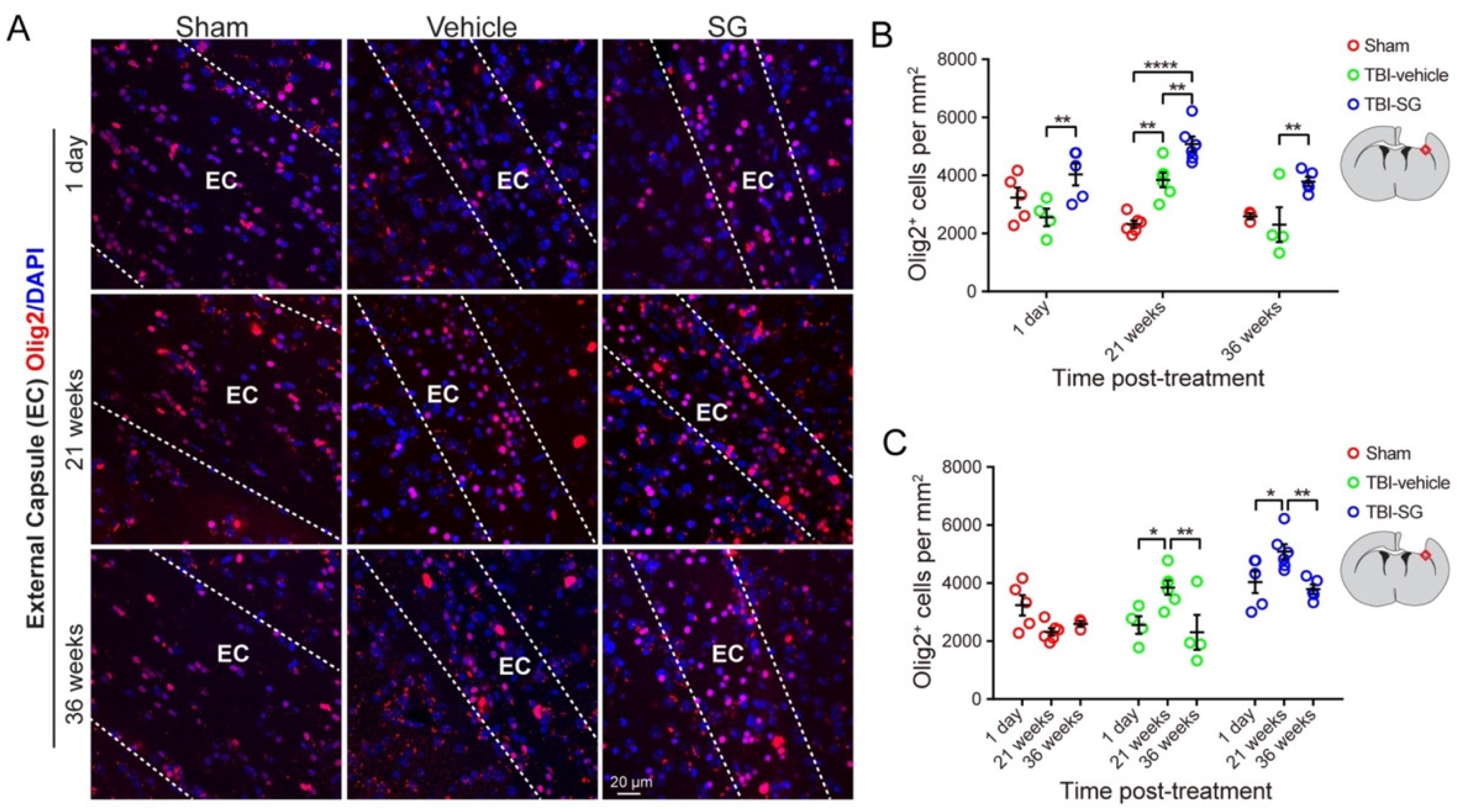 Cells 12 00705 g004 Cells 12 00705 g004