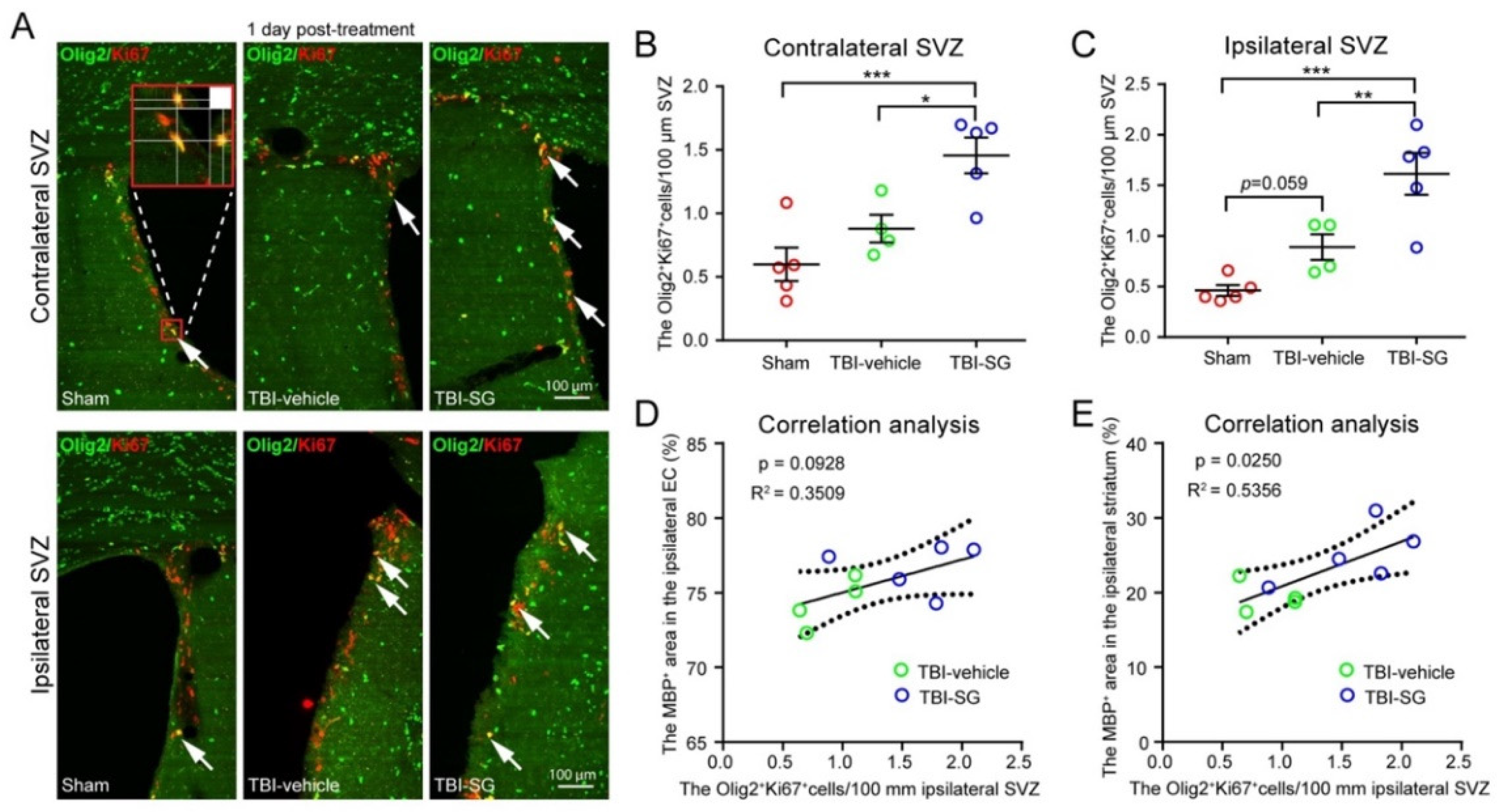Cells 12 00705 g006 Cells 12 00705 g006