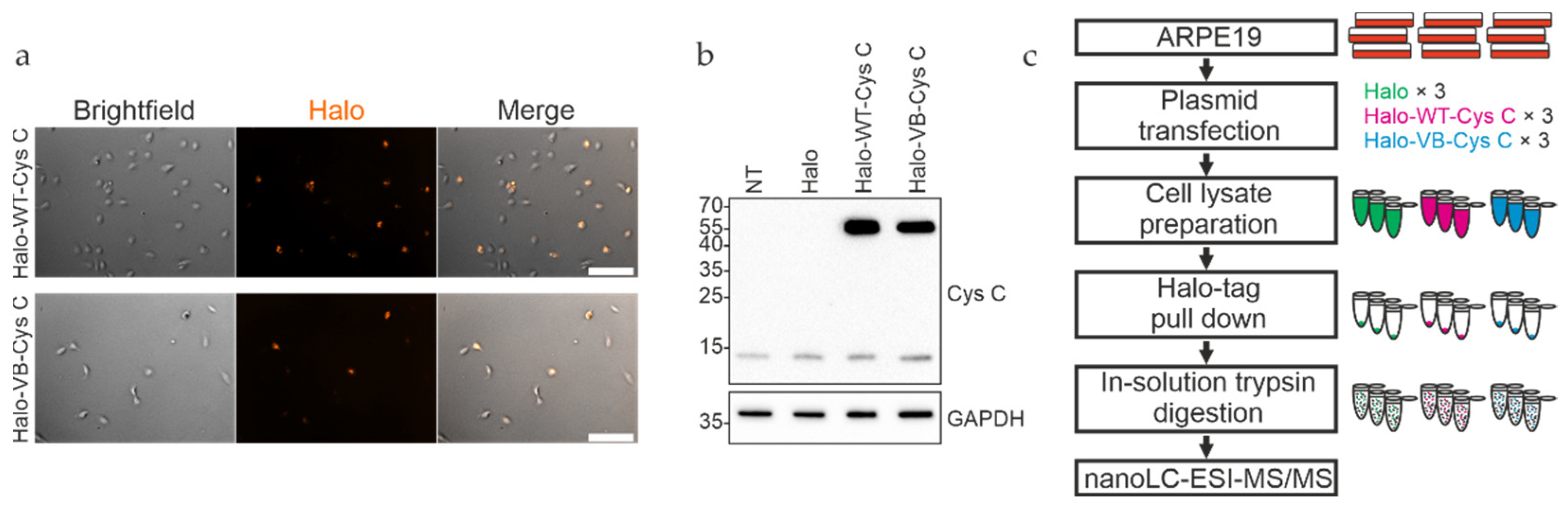 Cells 12 00713 g001 Cells 12 00713 g001