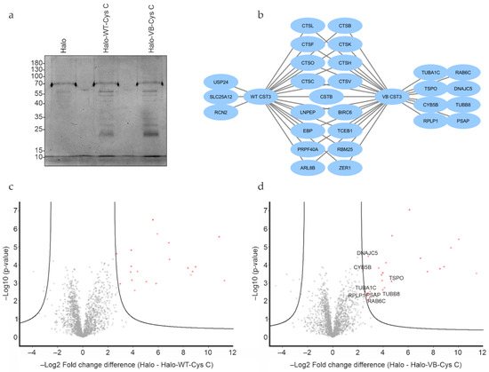 Analysis of Wild Type and Variant B Cystatin C Interactome