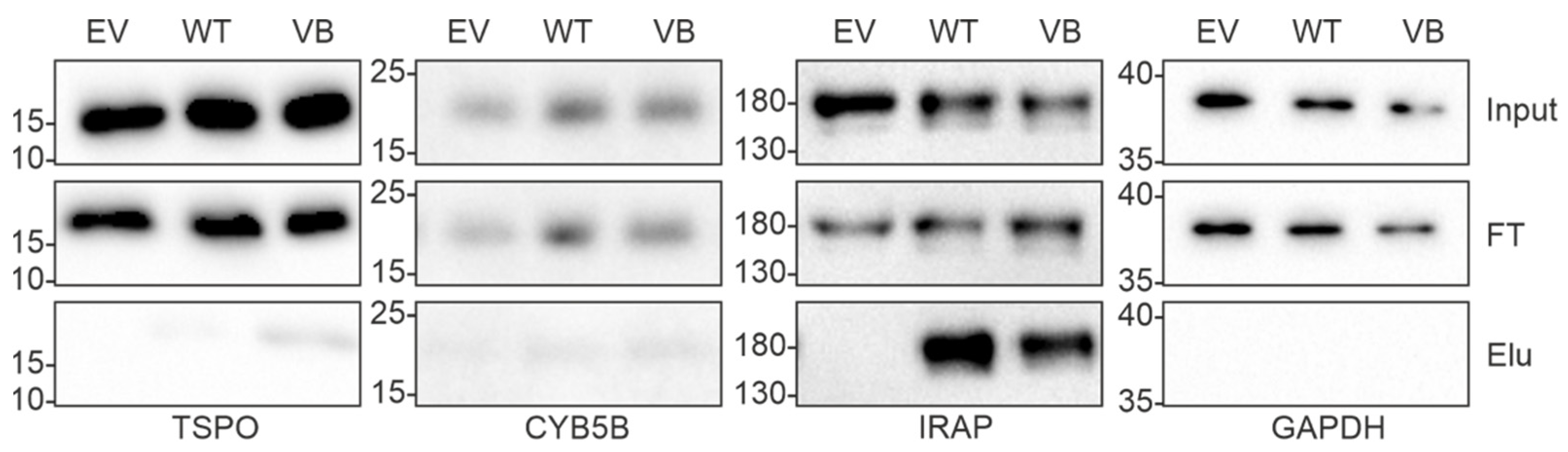 Cells 12 00713 g003 Cells 12 00713 g003