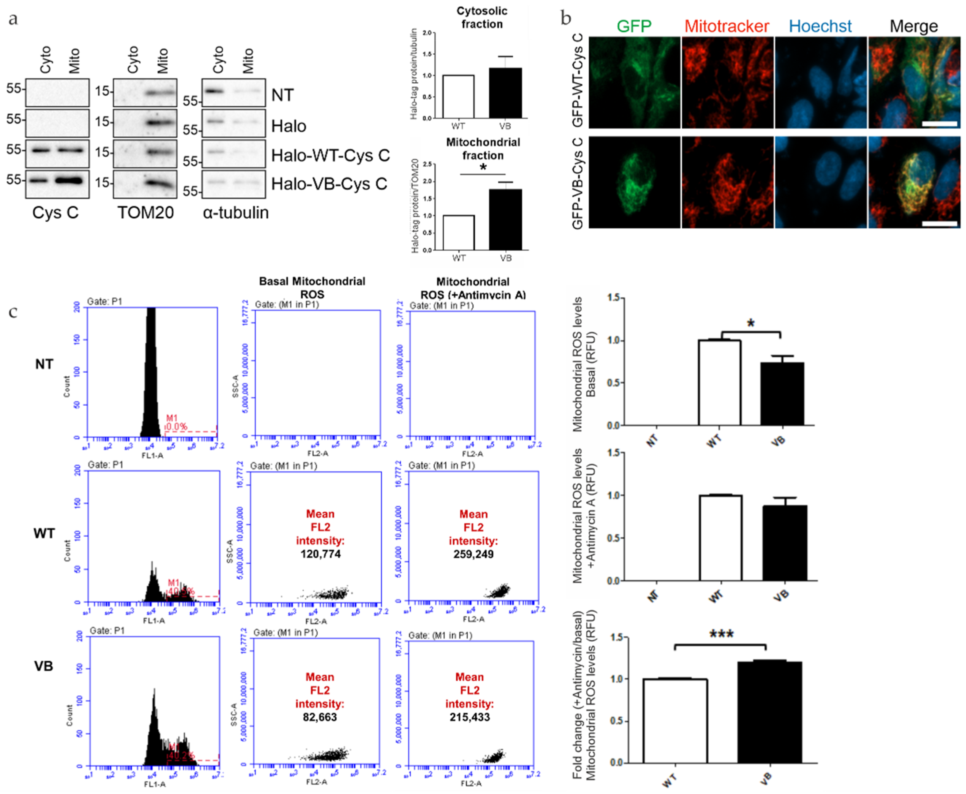Cells 12 00713 g004 Cells 12 00713 g004