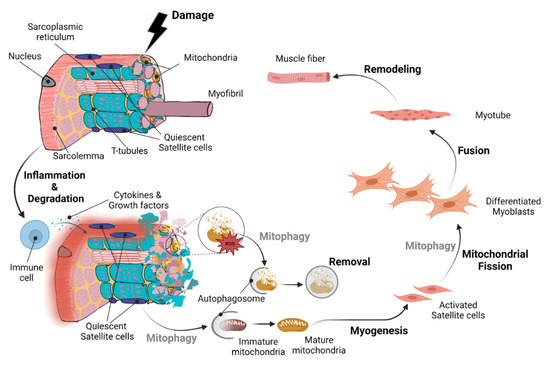 Cells | Free Full-Text | The Role of Mitophagy in Skeletal Muscle 