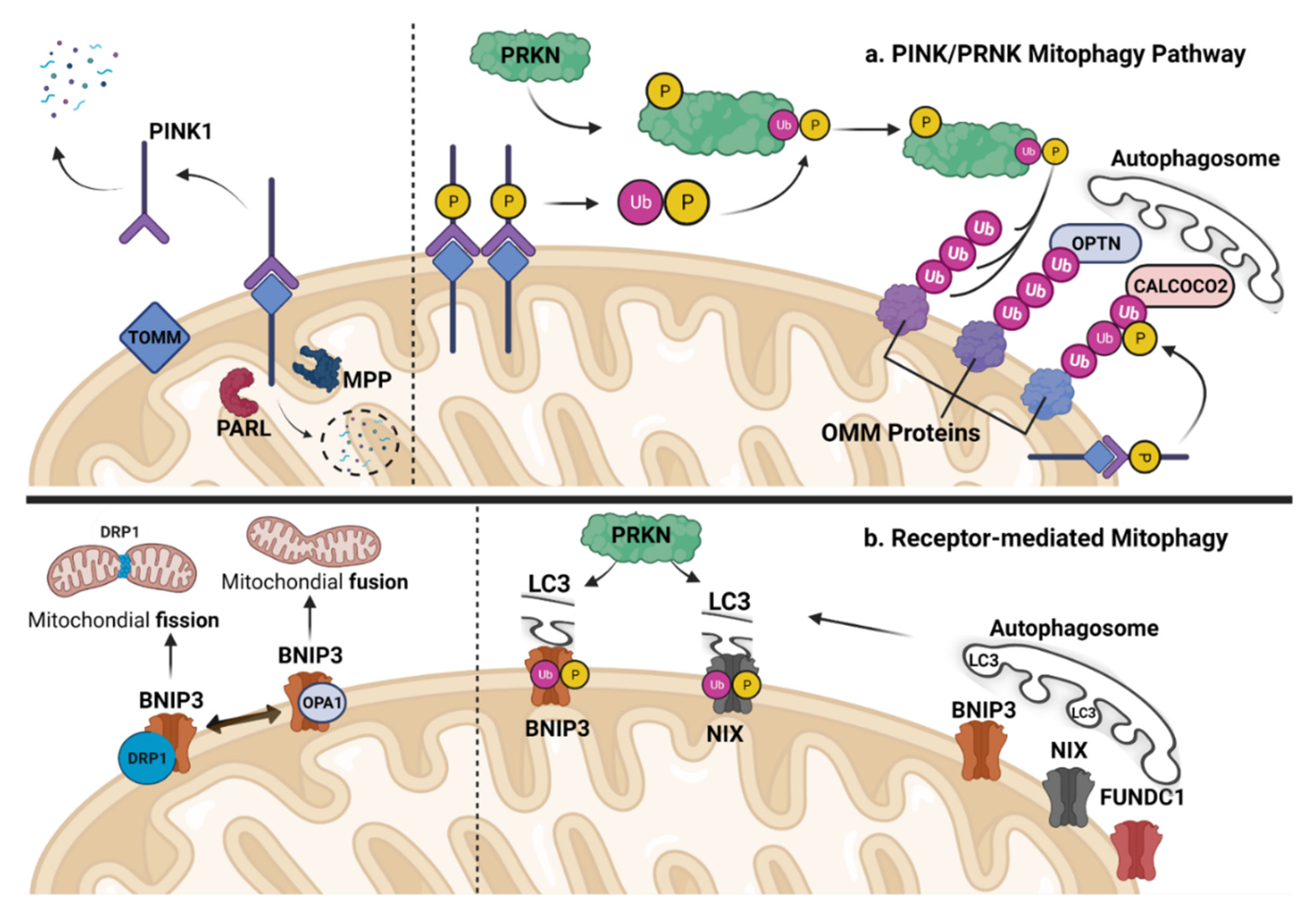 Cells 12 00716 g003 Cells 12 00716 g003