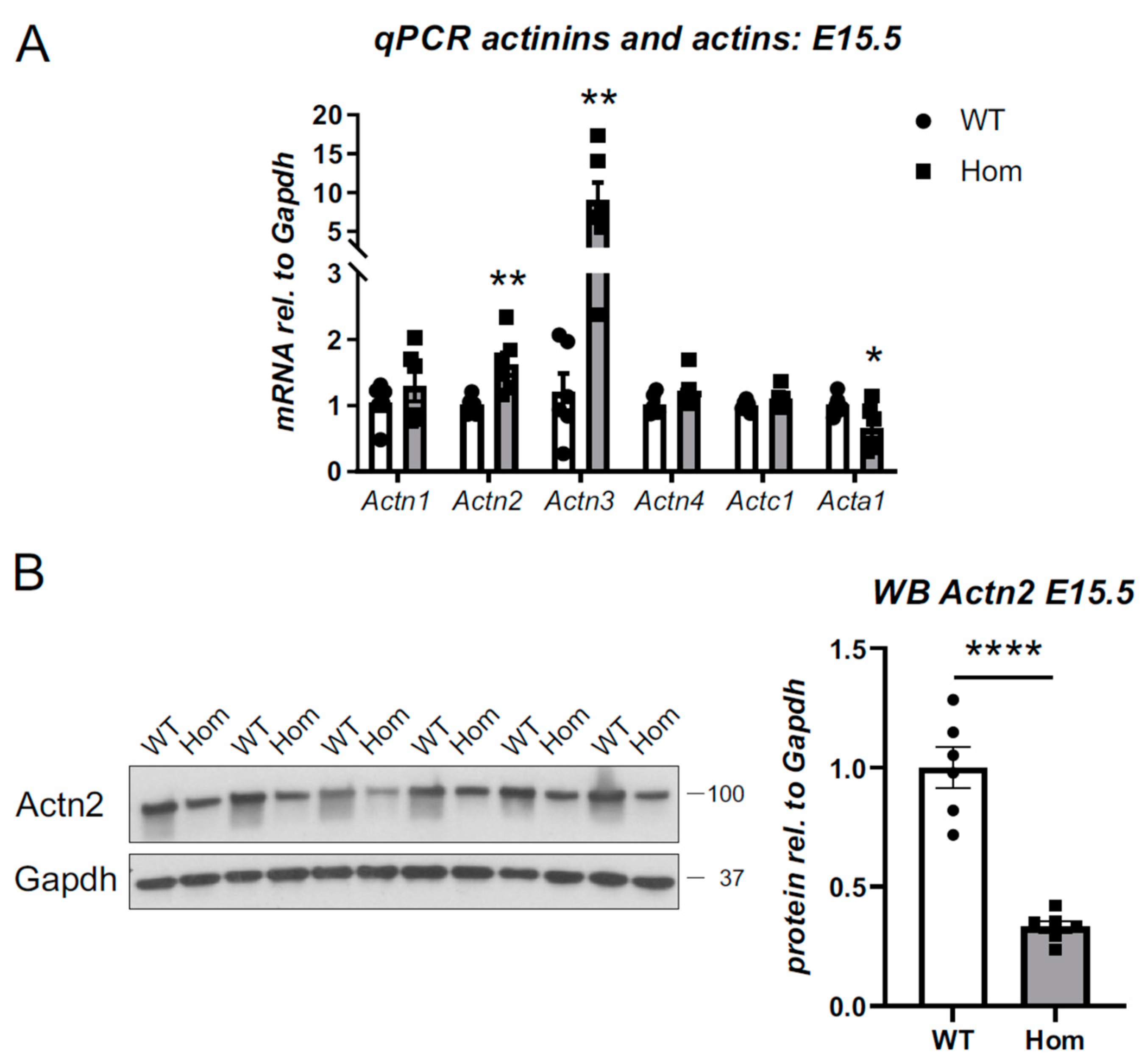 Cells 12 00721 g007 Cells 12 00721 g007