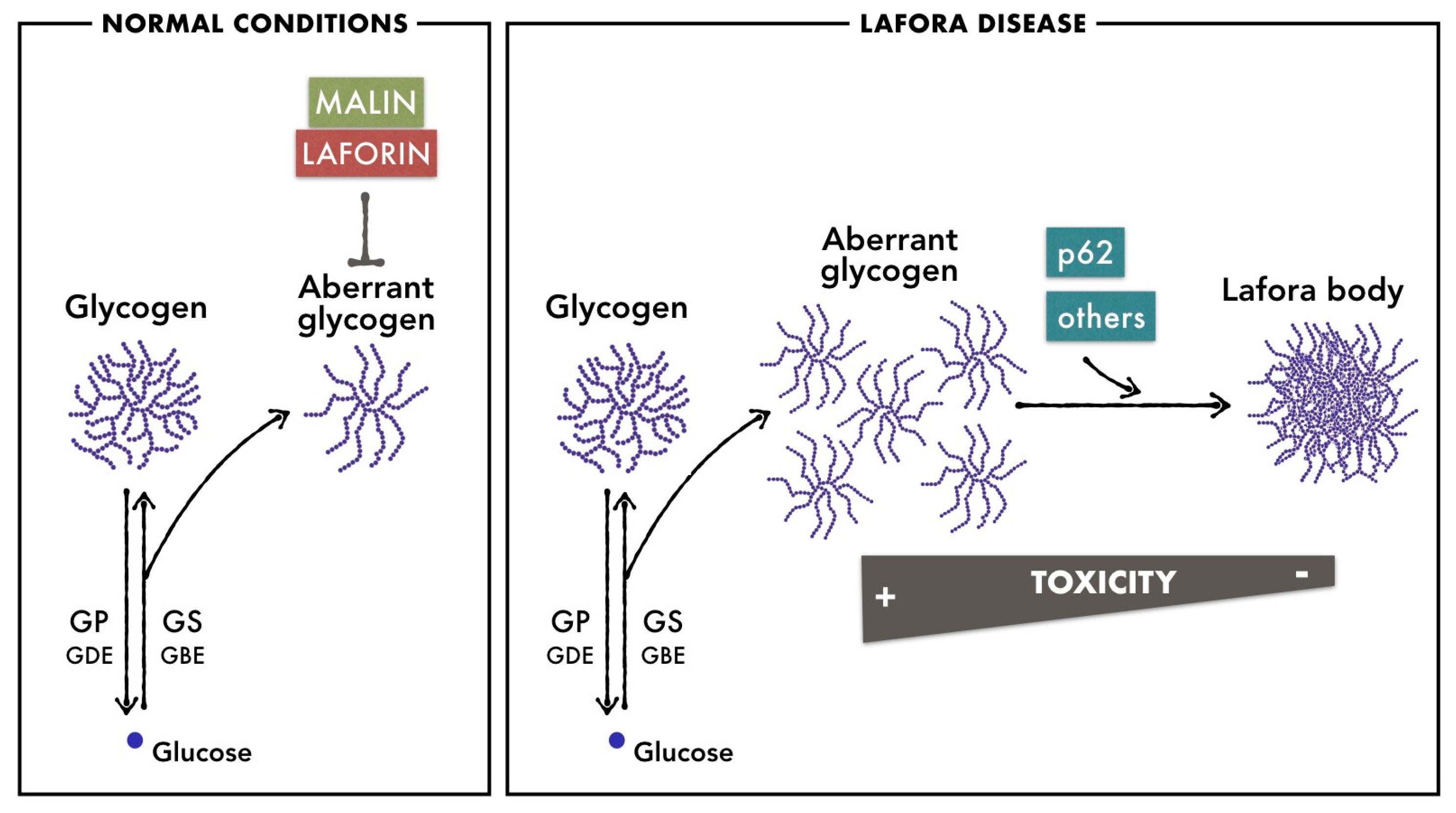 Cells 12 00722 g001 Cells 12 00722 g001