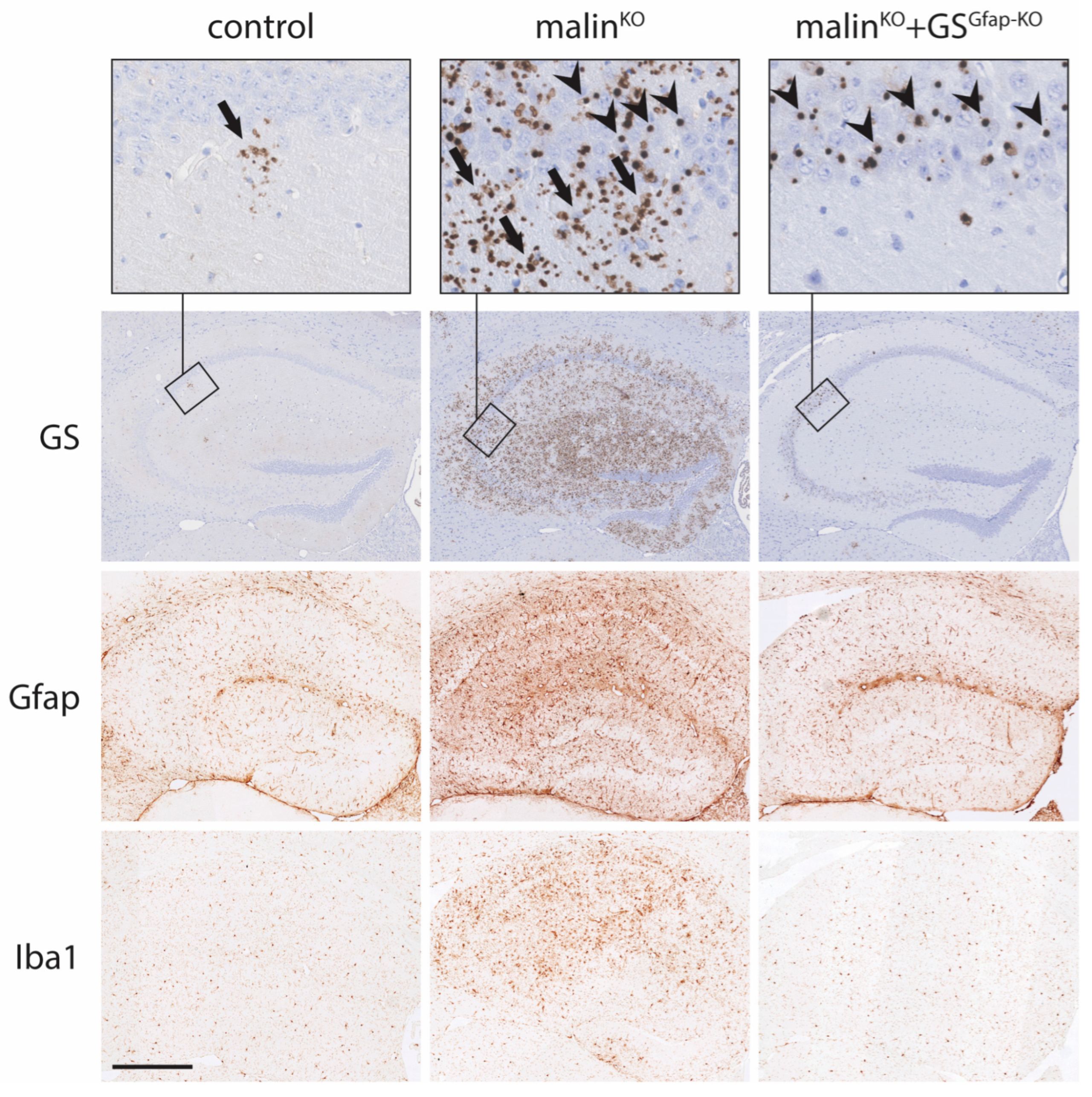 Cells 12 00722 g002 Cells 12 00722 g002