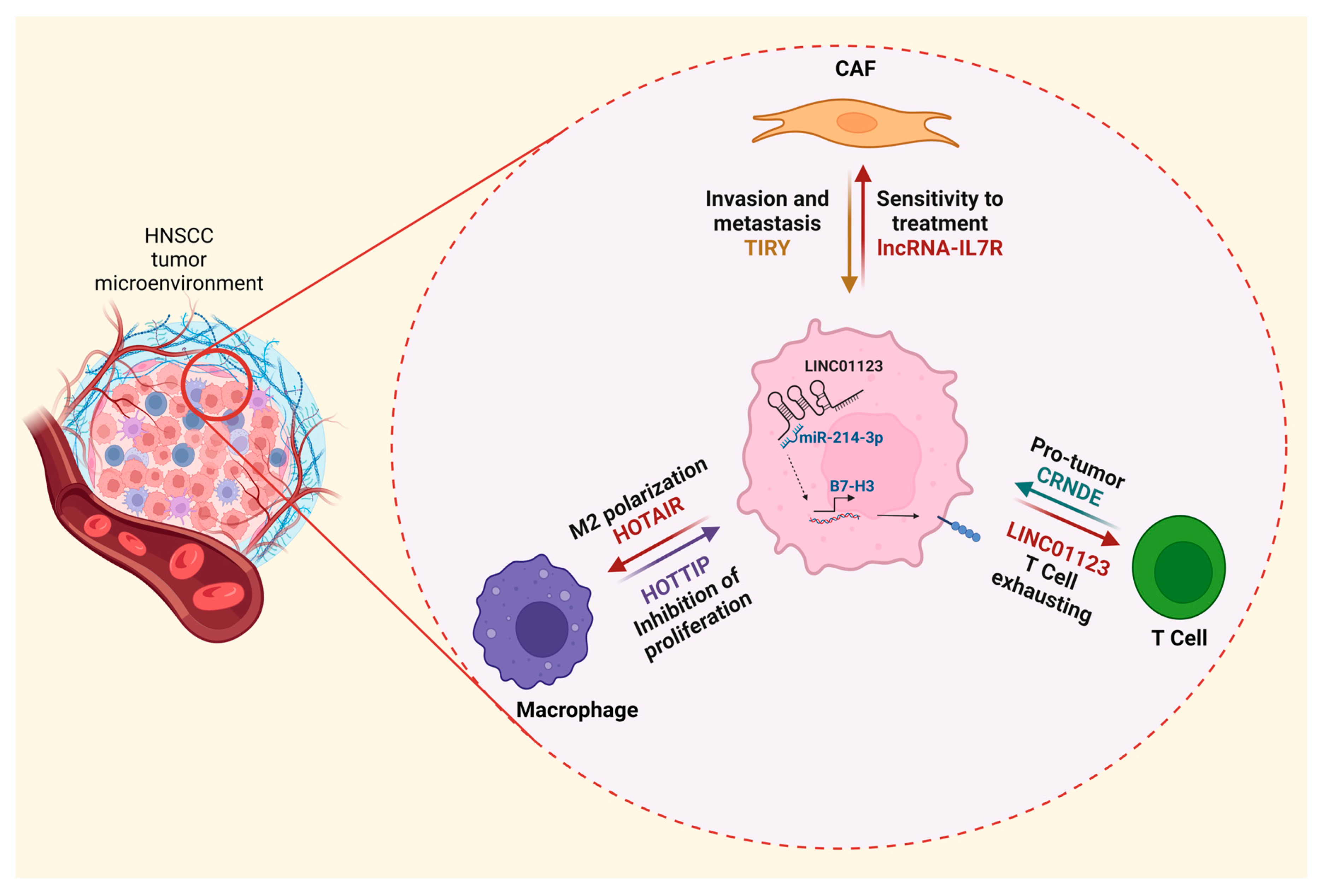 Cells 12 00727 g001 Cells 12 00727 g001