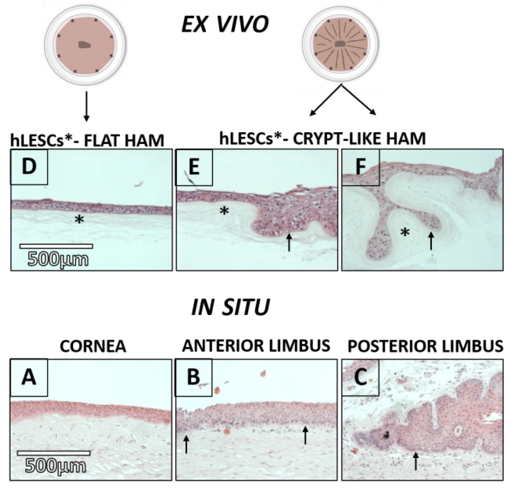Cells 12 00738 g002 Cells 12 00738 g002