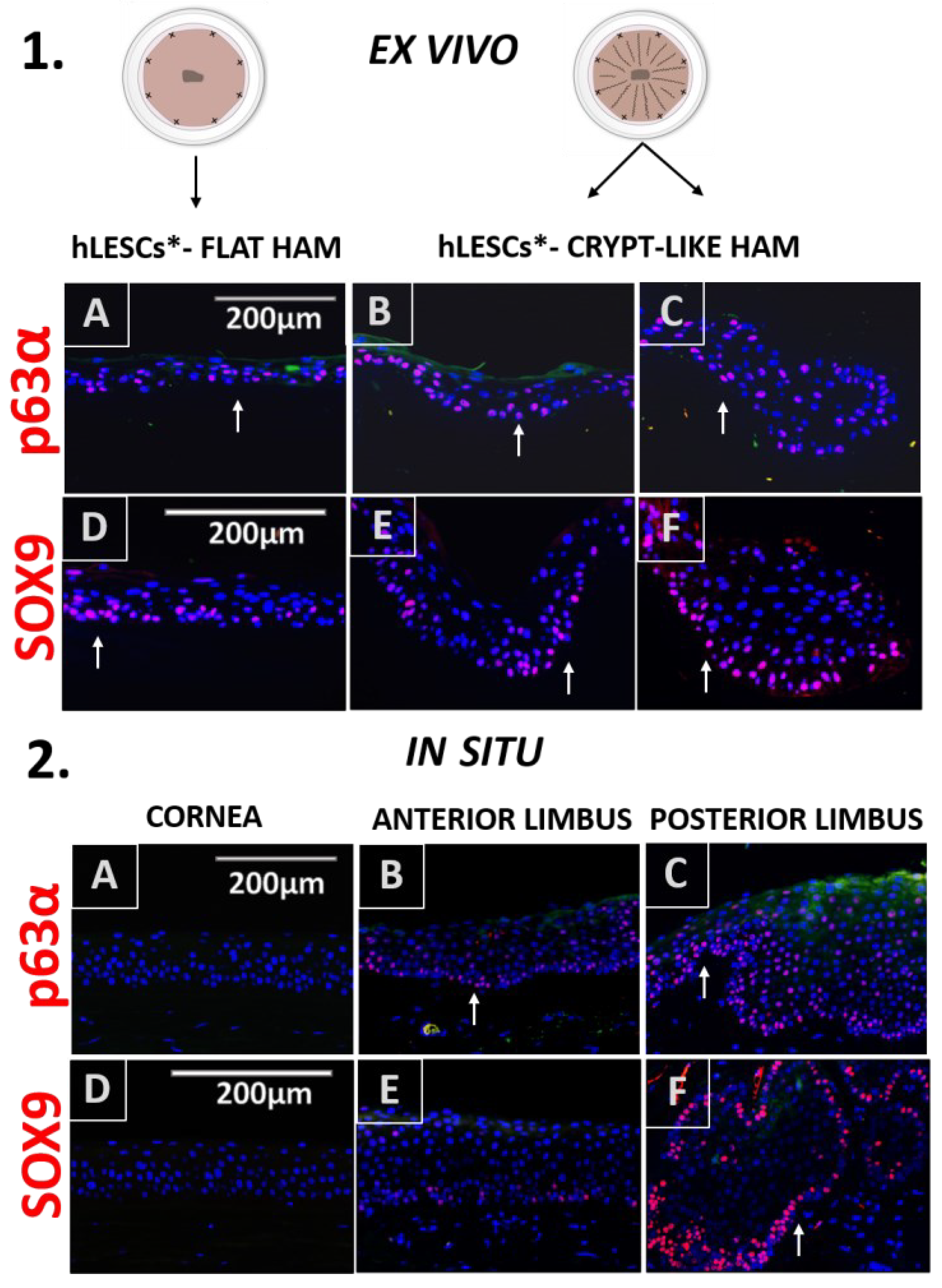 Cells 12 00738 g003 Cells 12 00738 g003