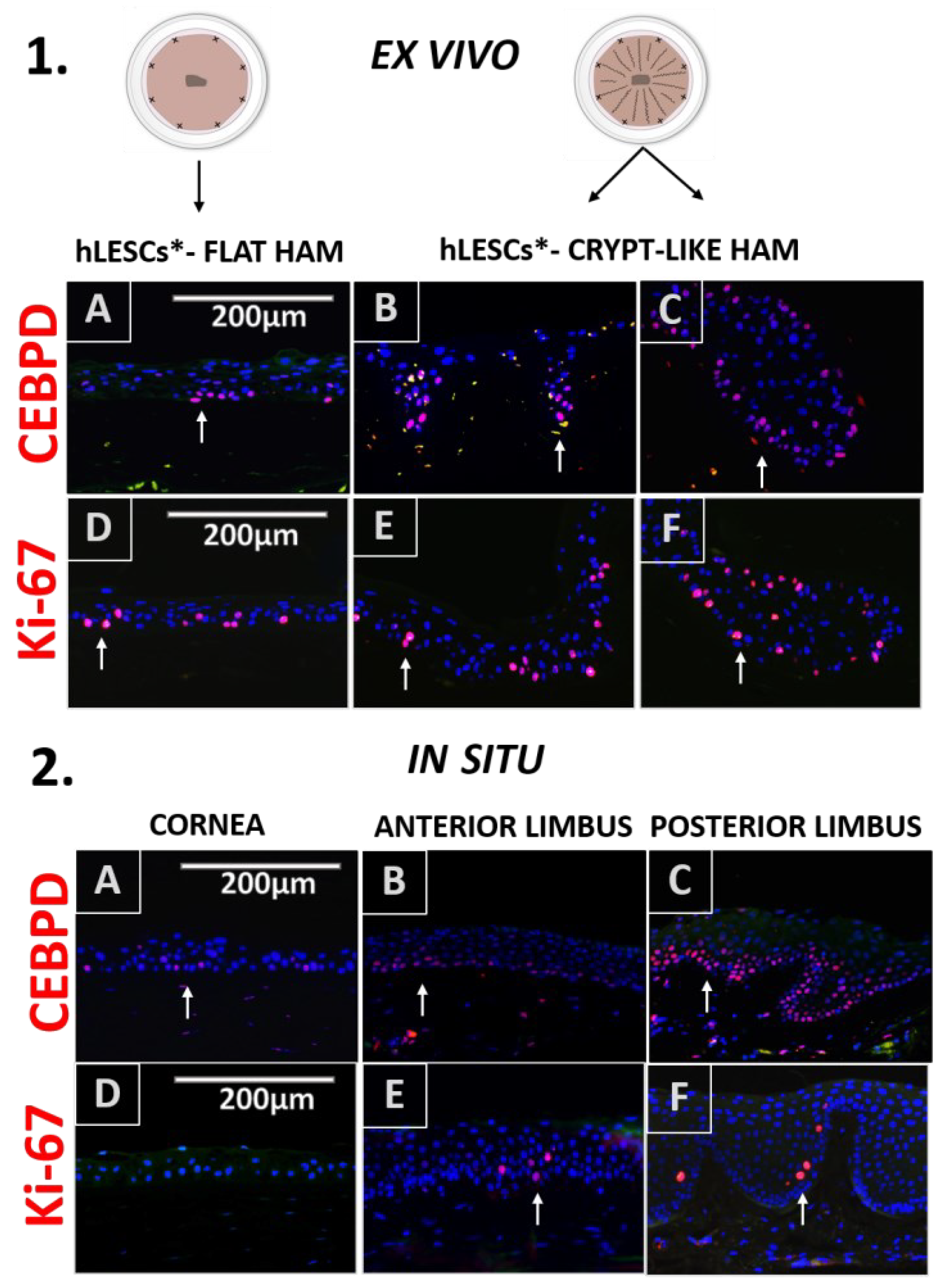 Cells 12 00738 g004 Cells 12 00738 g004