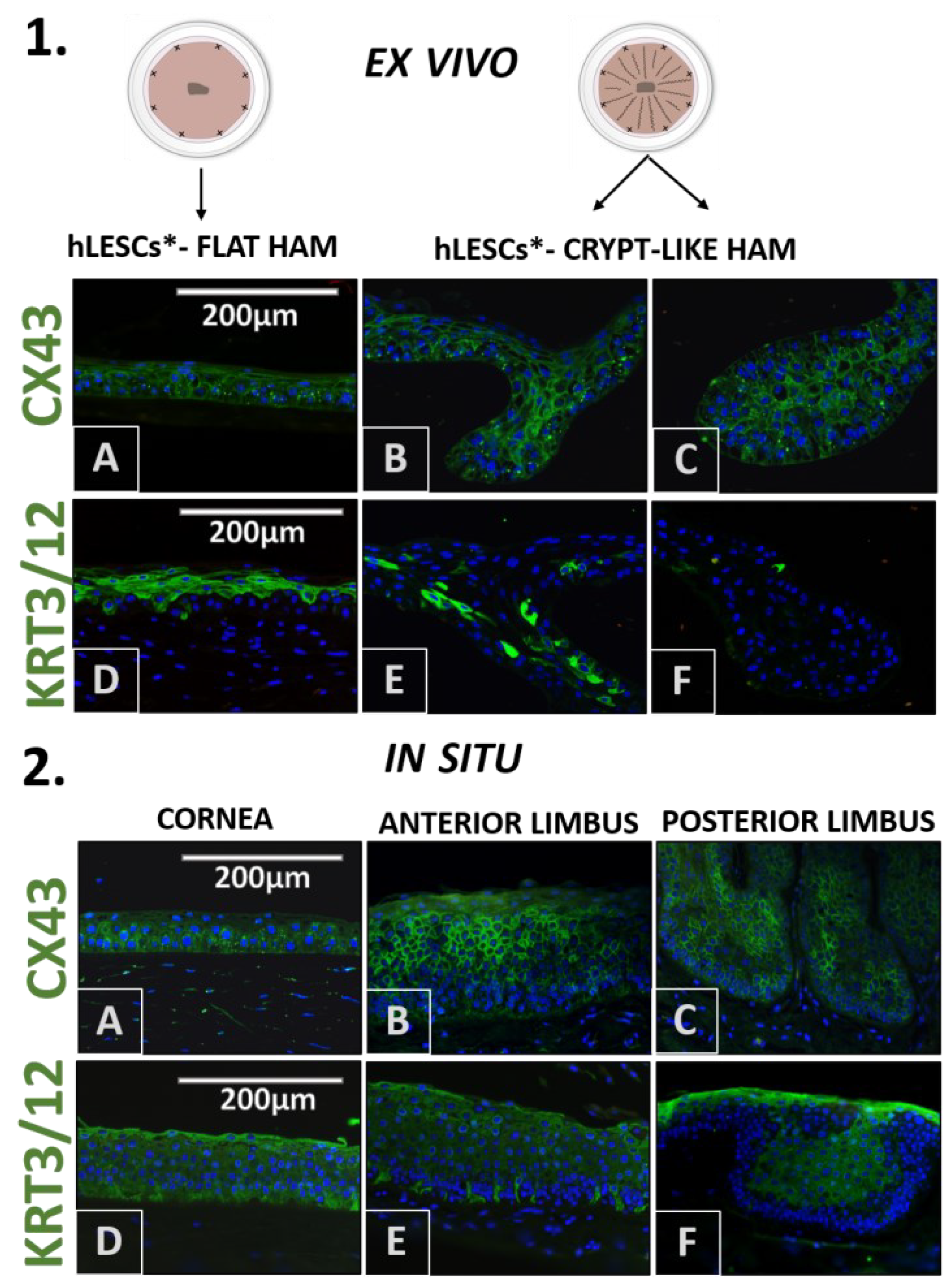 Cells 12 00738 g006 Cells 12 00738 g006