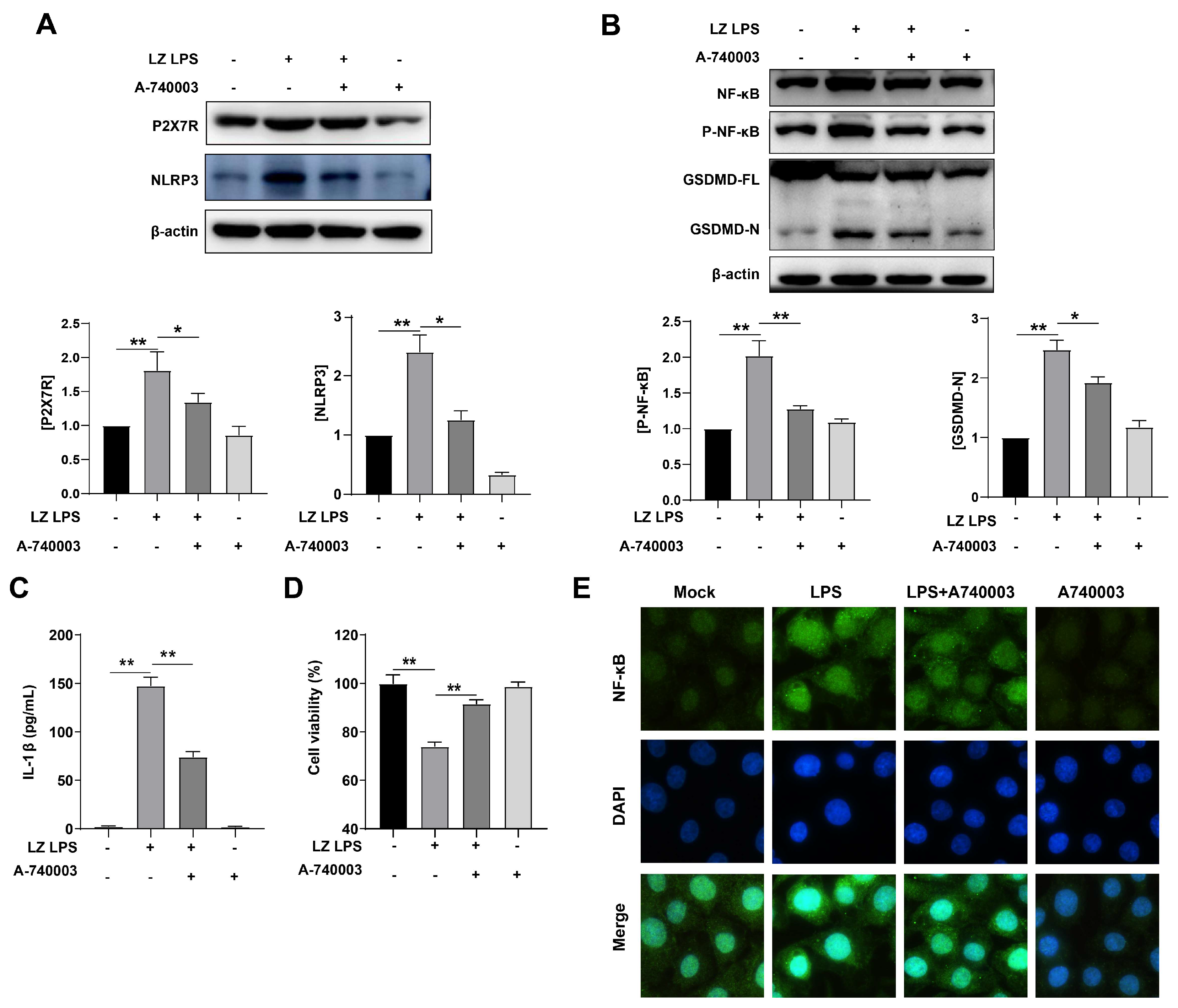 Cells 12 00751 g003 Cells 12 00751 g003