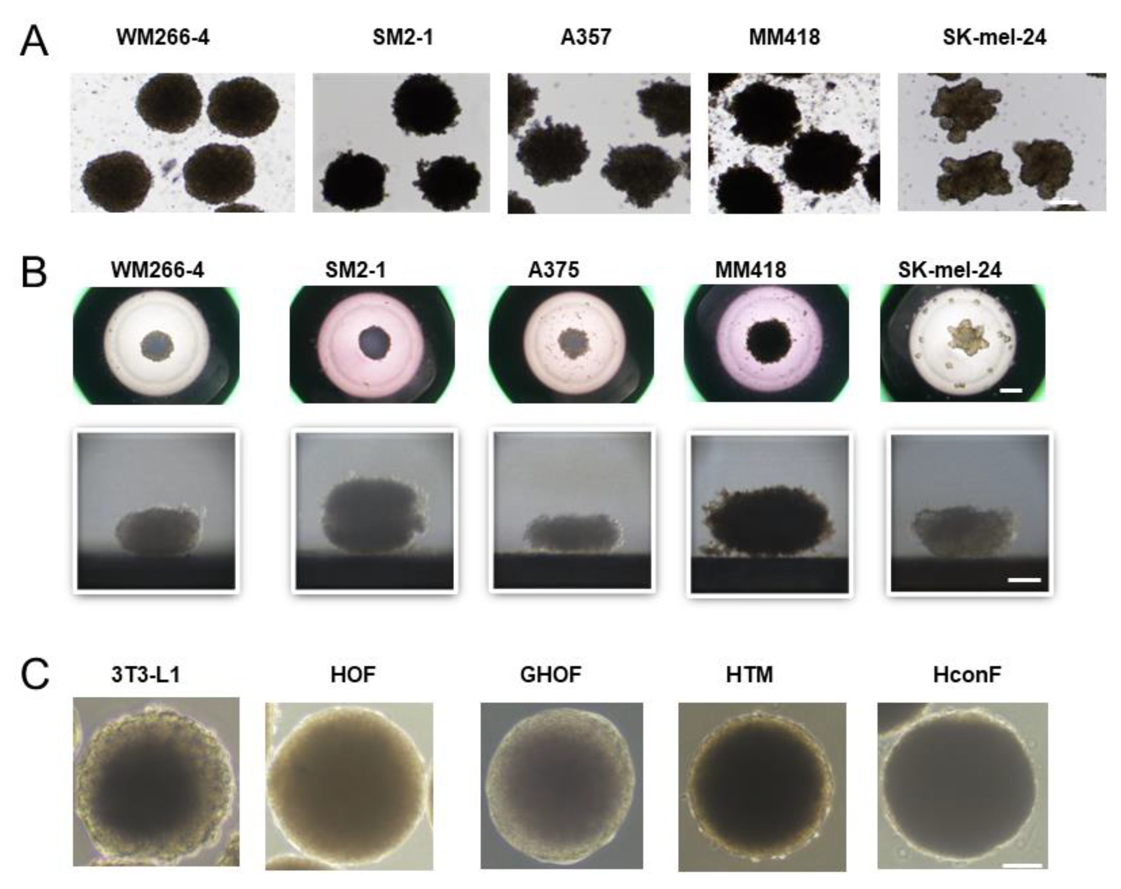 Cells 12 00759 g001 Cells 12 00759 g001