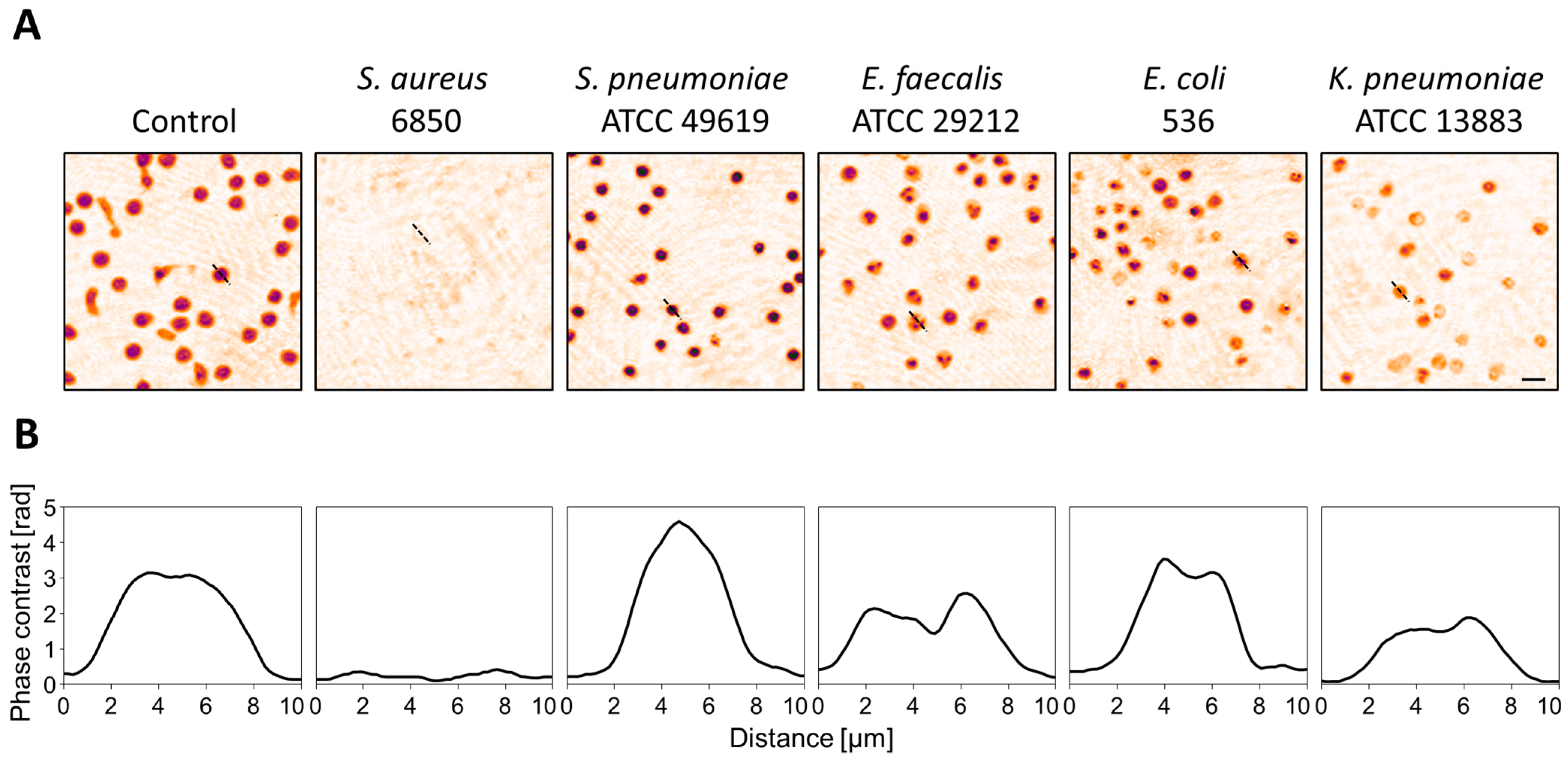 Cells 12 00762 g001 Cells 12 00762 g001