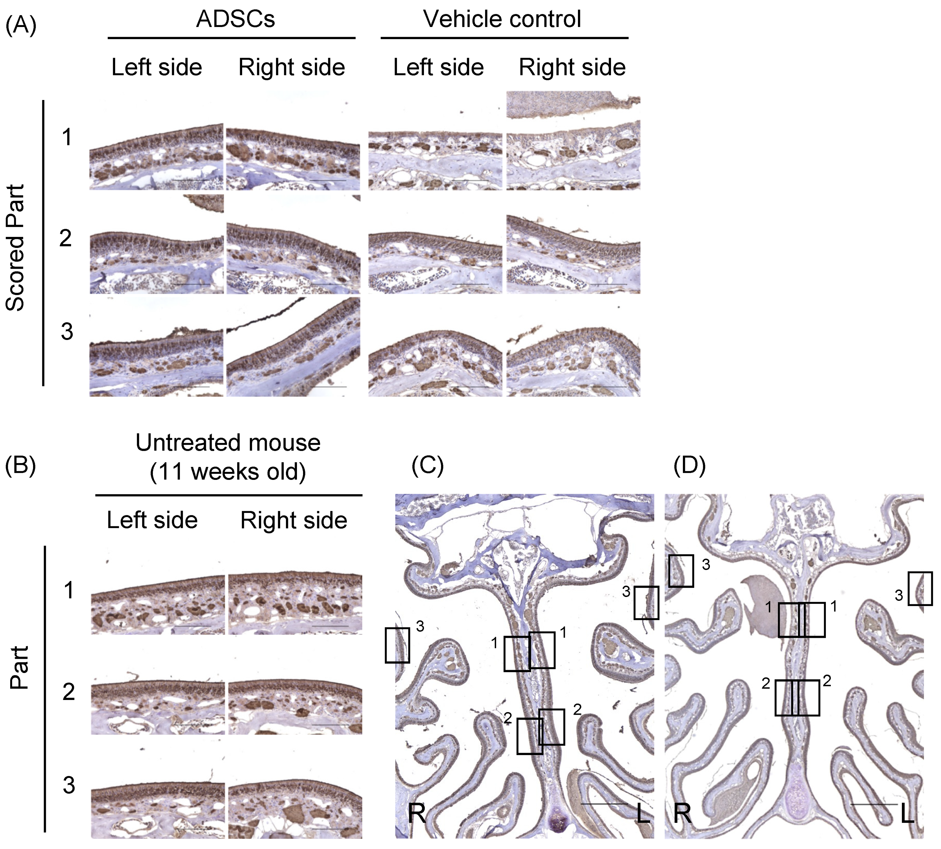 Cells 12 00765 g002 Cells 12 00765 g002