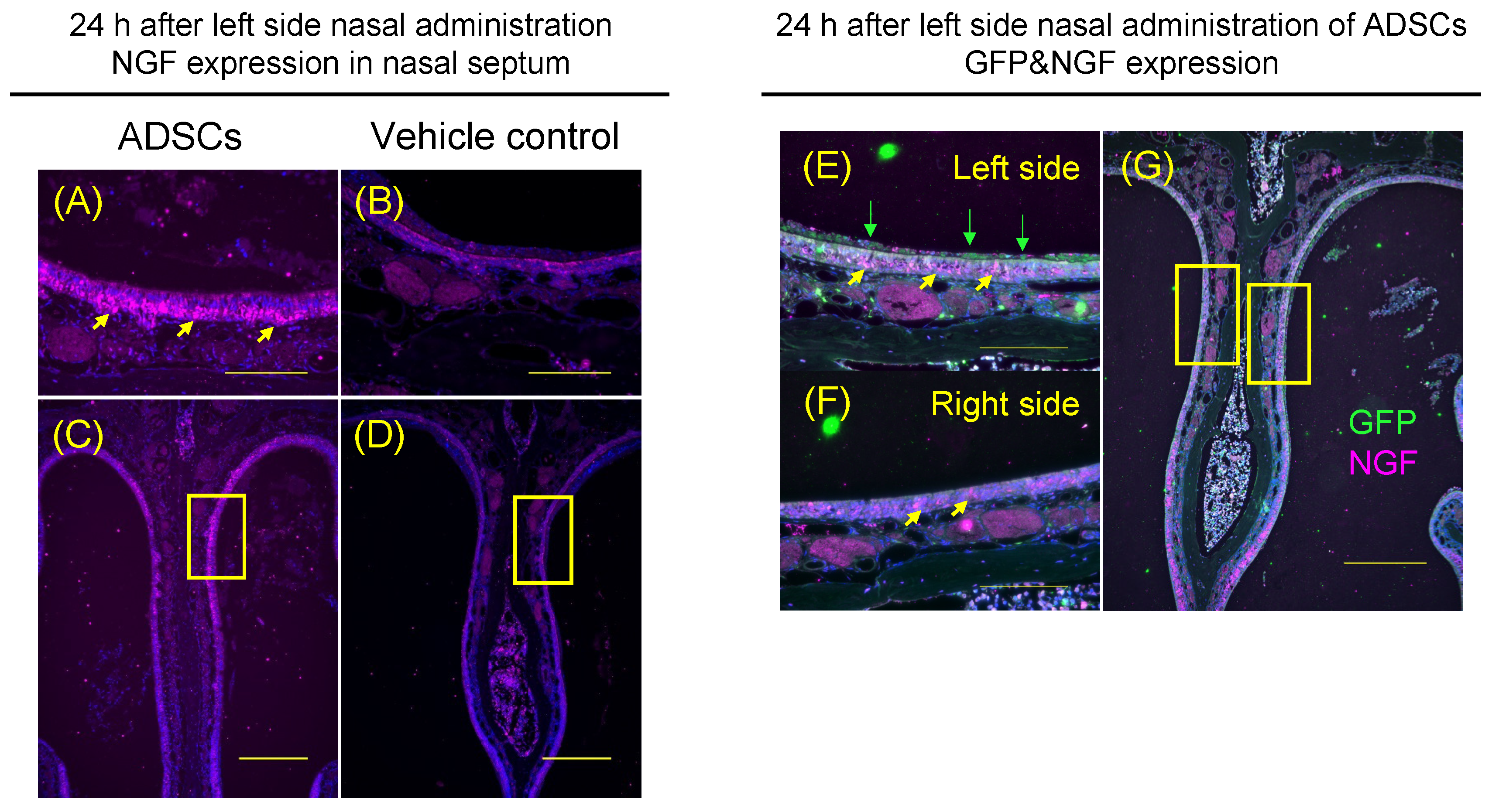 Cells 12 00765 g005 Cells 12 00765 g005