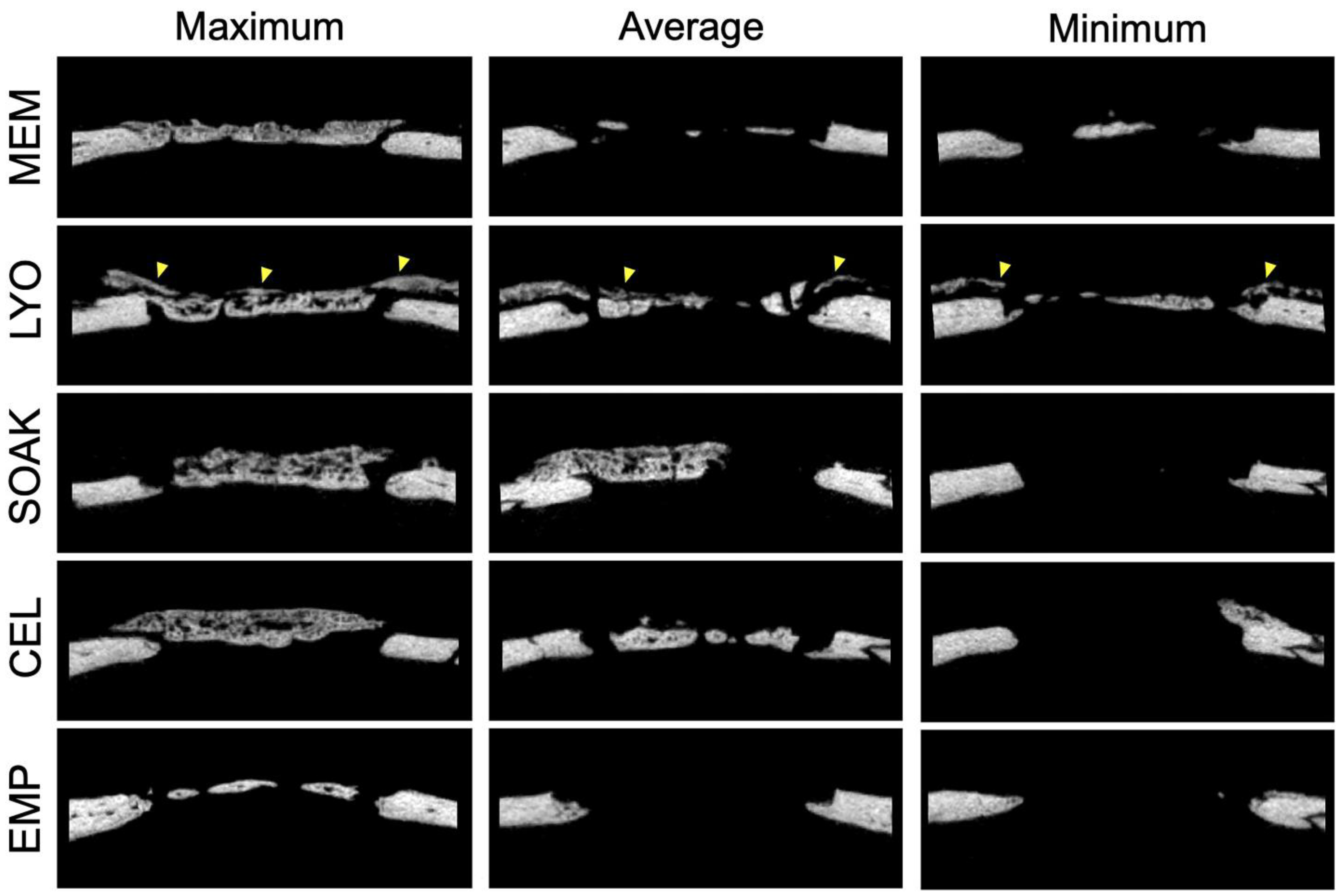 Cells 12 00767 g003 Cells 12 00767 g003