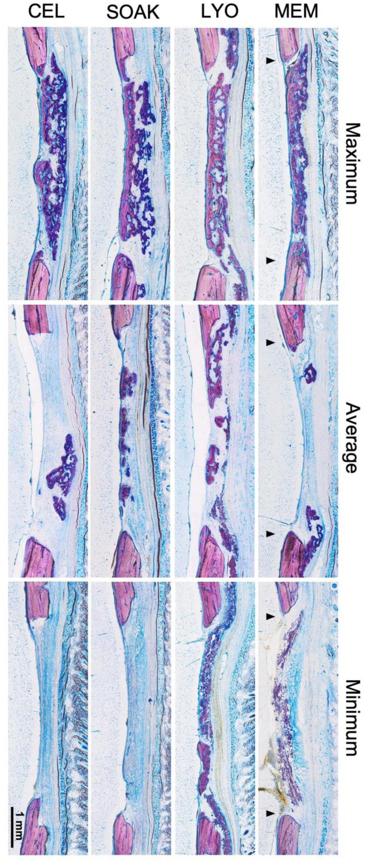 Cells 12 00767 g004 Cells 12 00767 g004