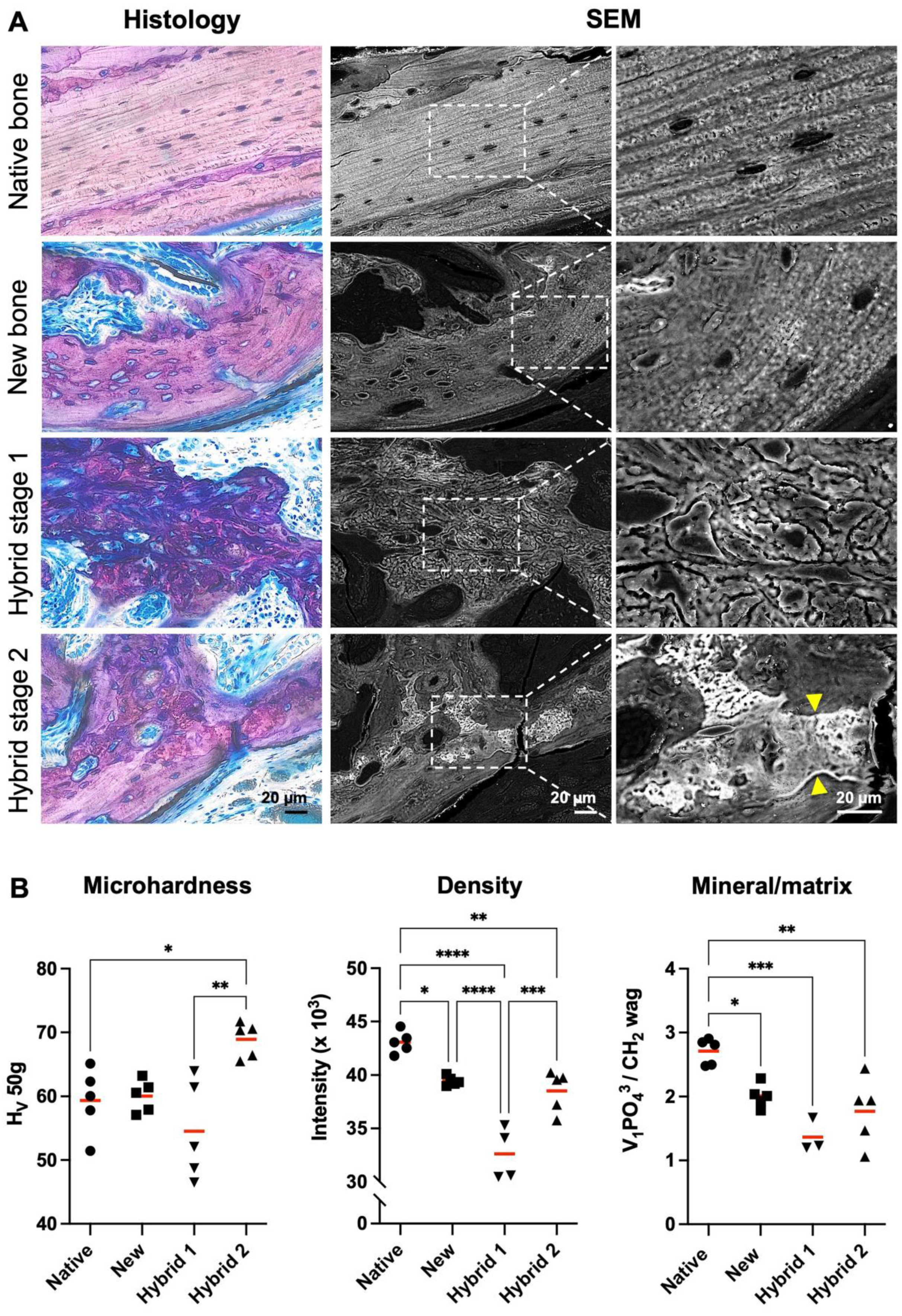 Cells 12 00767 g007 Cells 12 00767 g007