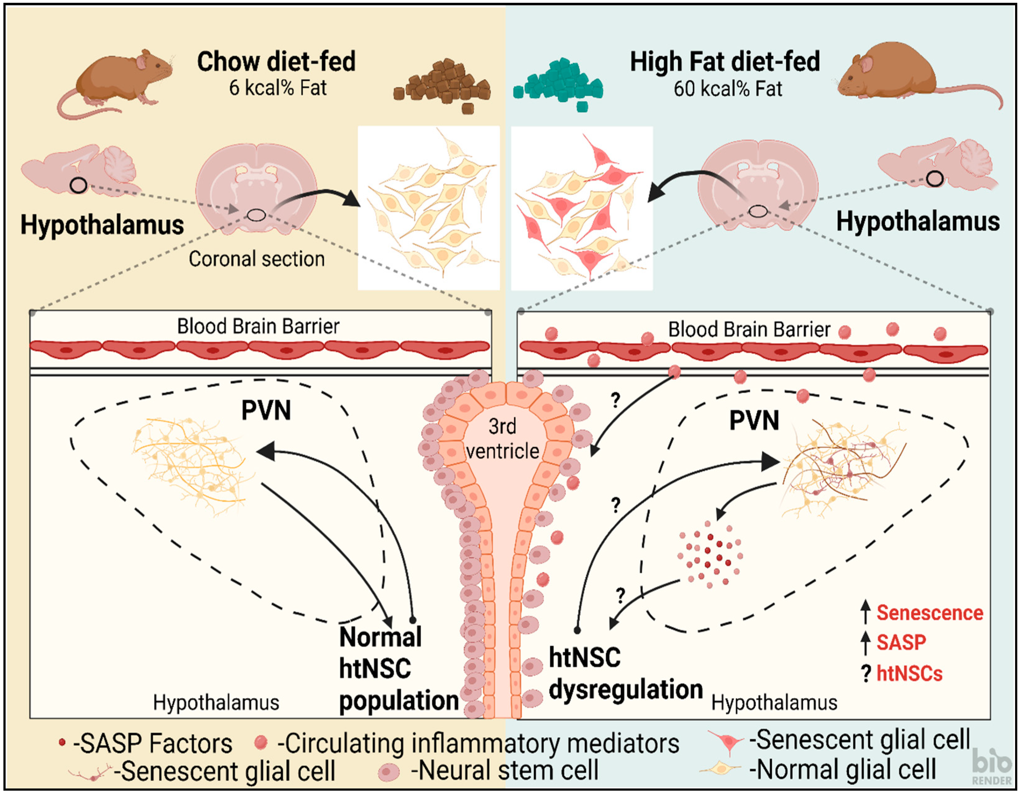 Cells 12 00769 g002 Cells 12 00769 g002