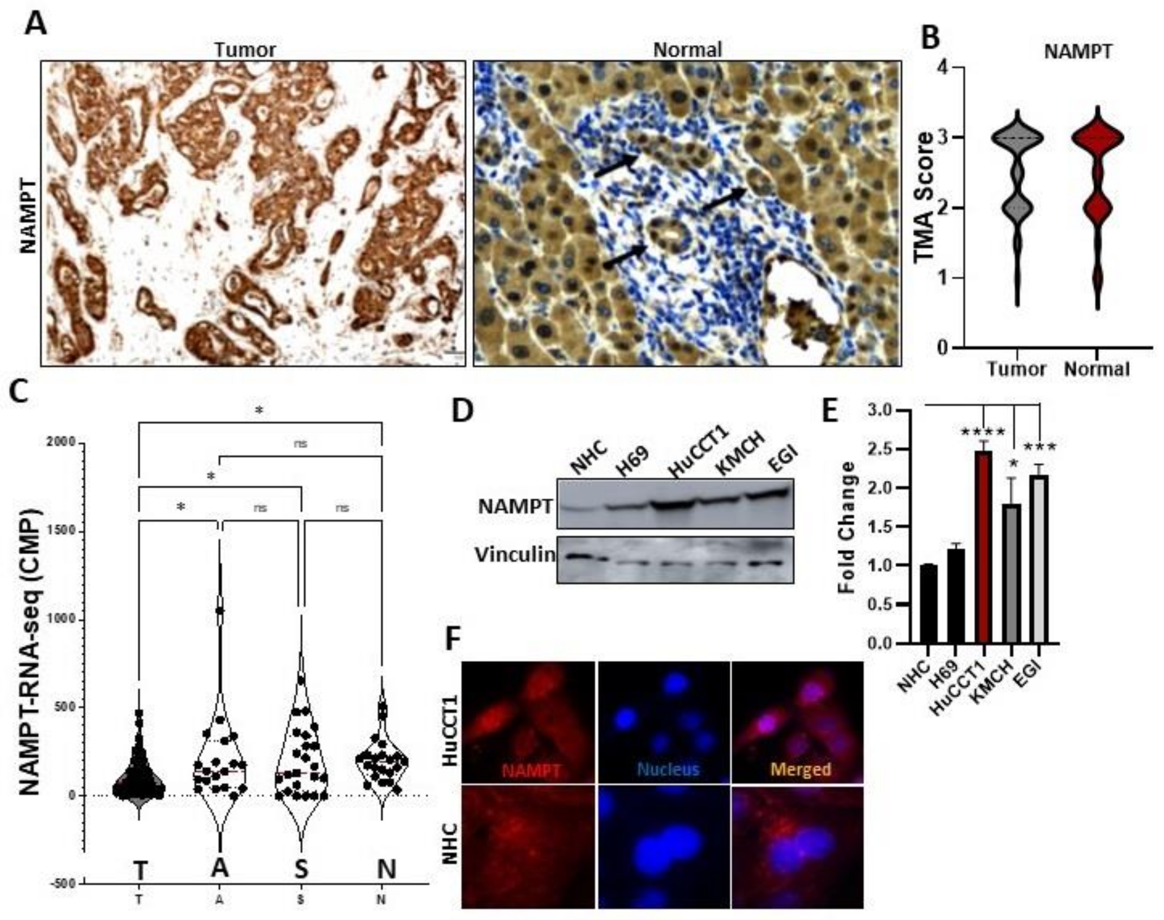 Cells 12 00775 g001 Cells 12 00775 g001
