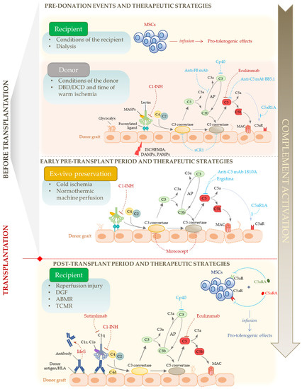 The Complement System in Kidney Transplantation The Complement System in Kidney Transplantation